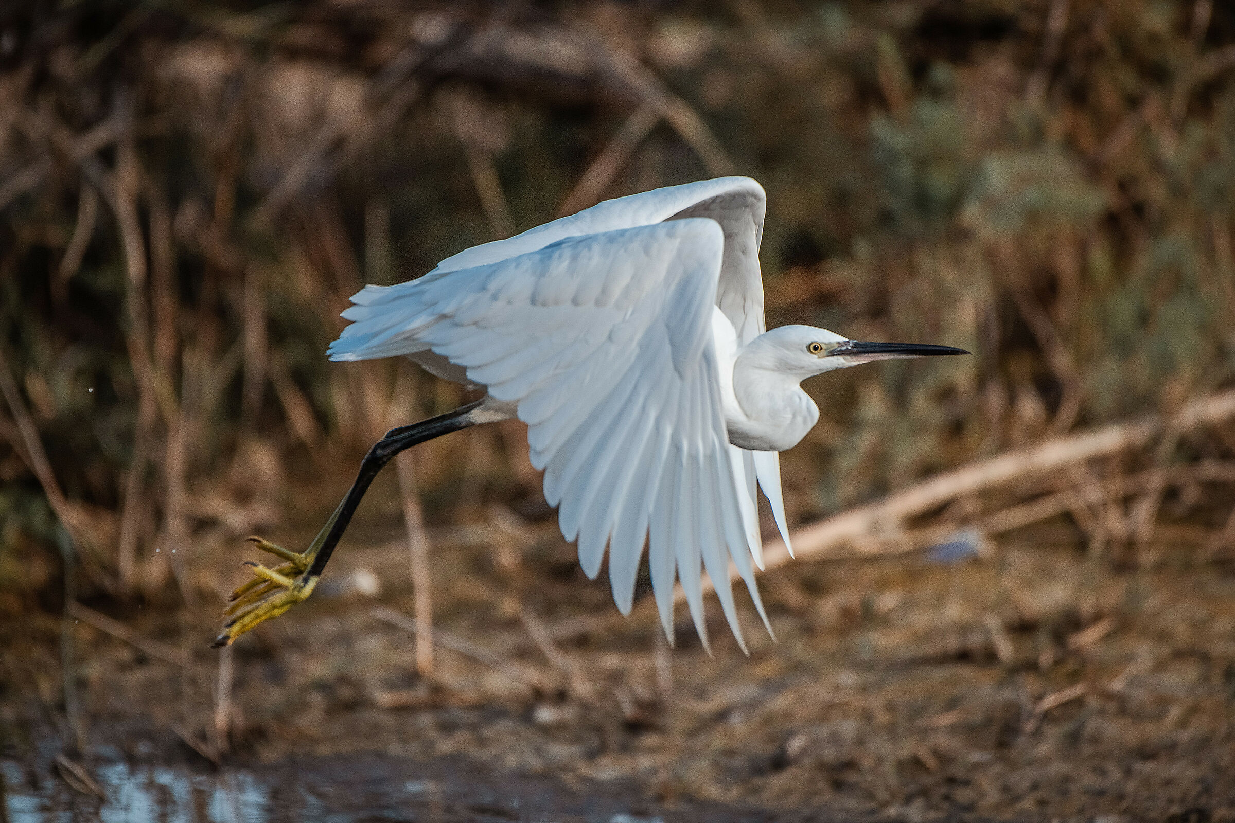 The Egreza's detachment