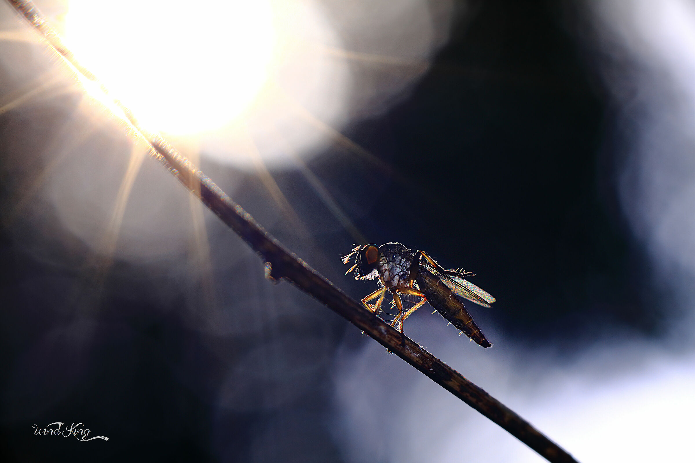 Sunbathing By Meyer Trioplan 100/2.8