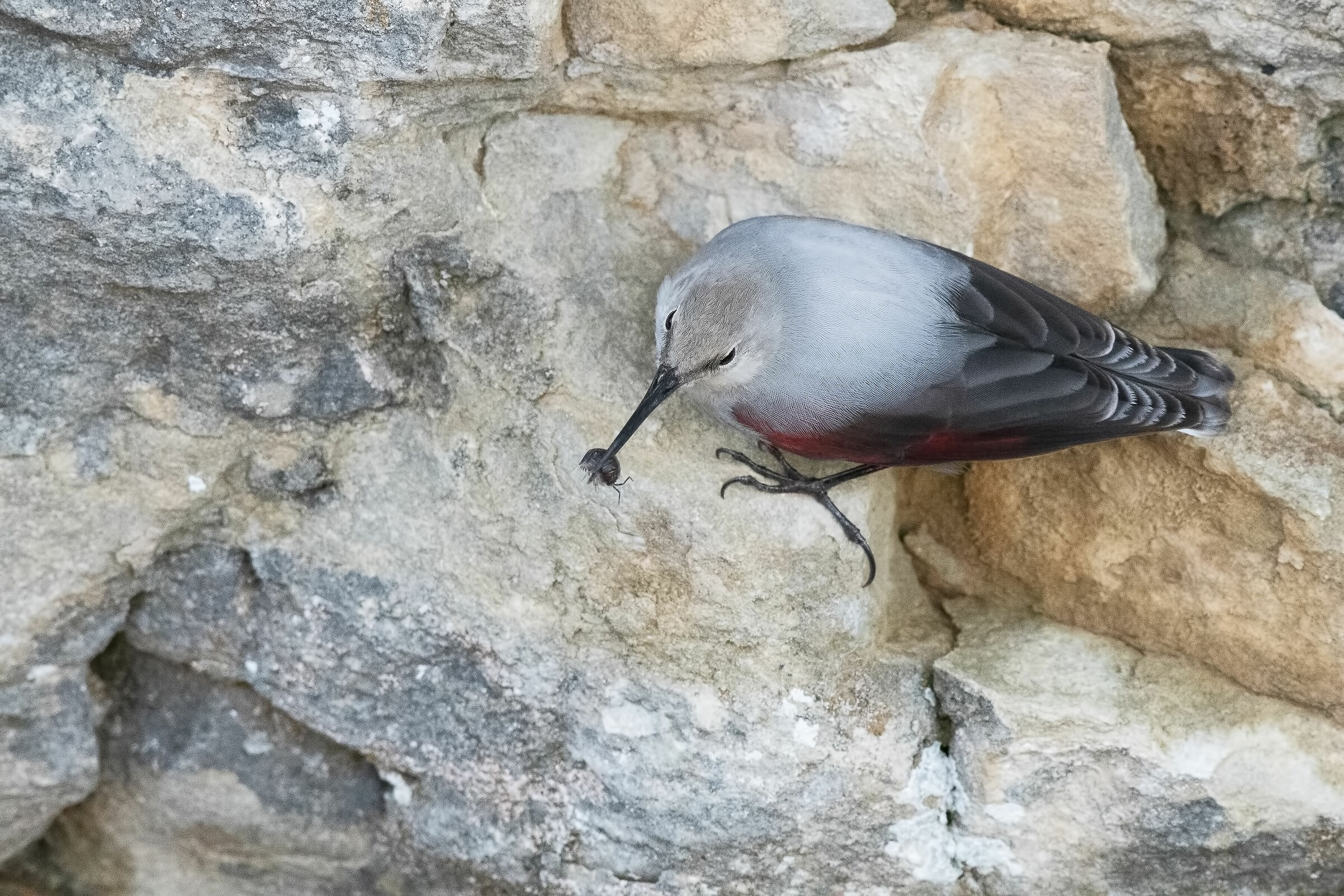 Picchio muraiolo con porcellino di terra