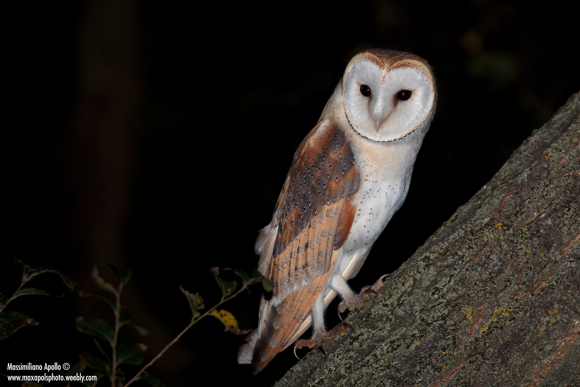 il fantasma della notte..