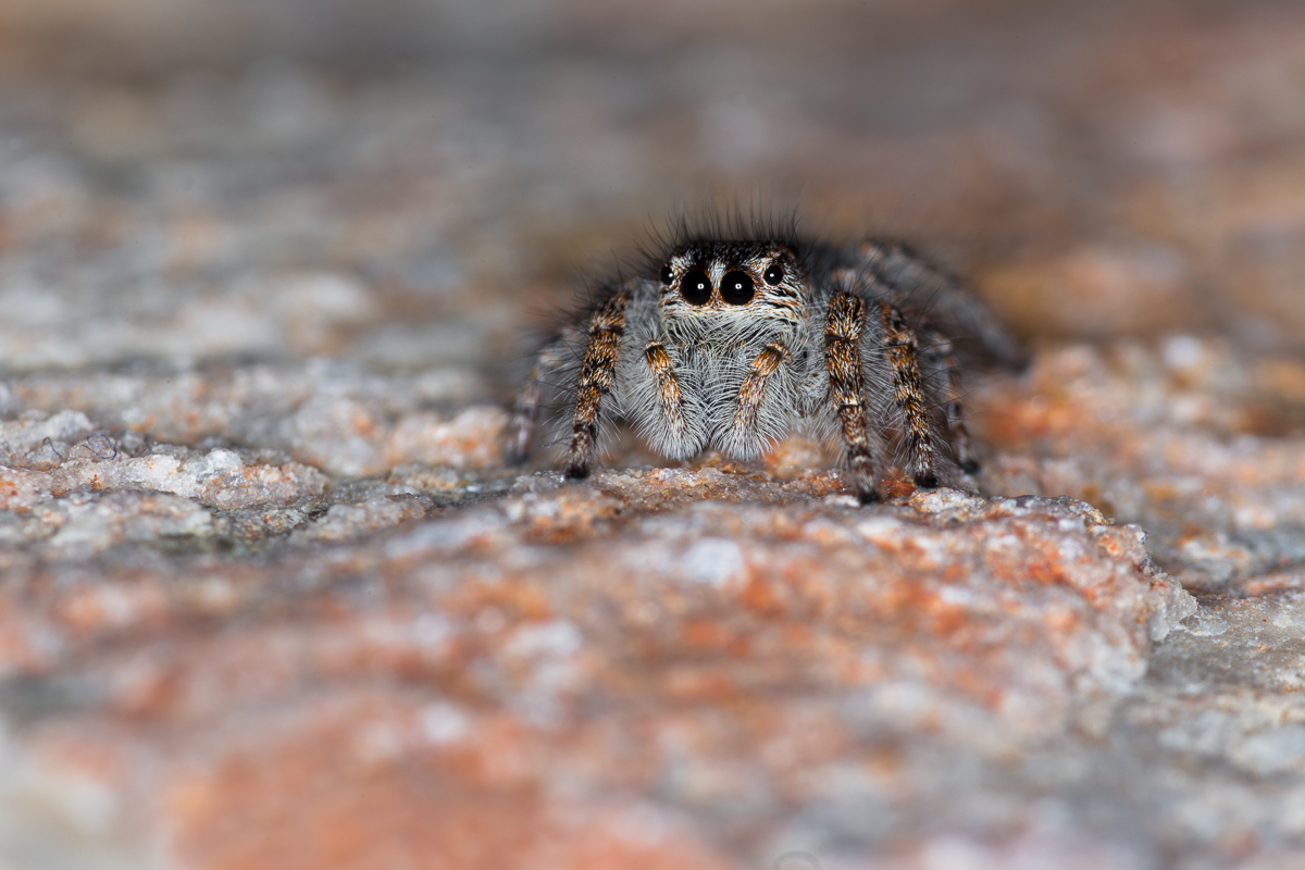 Philaeus chrysops, salticida spider ...