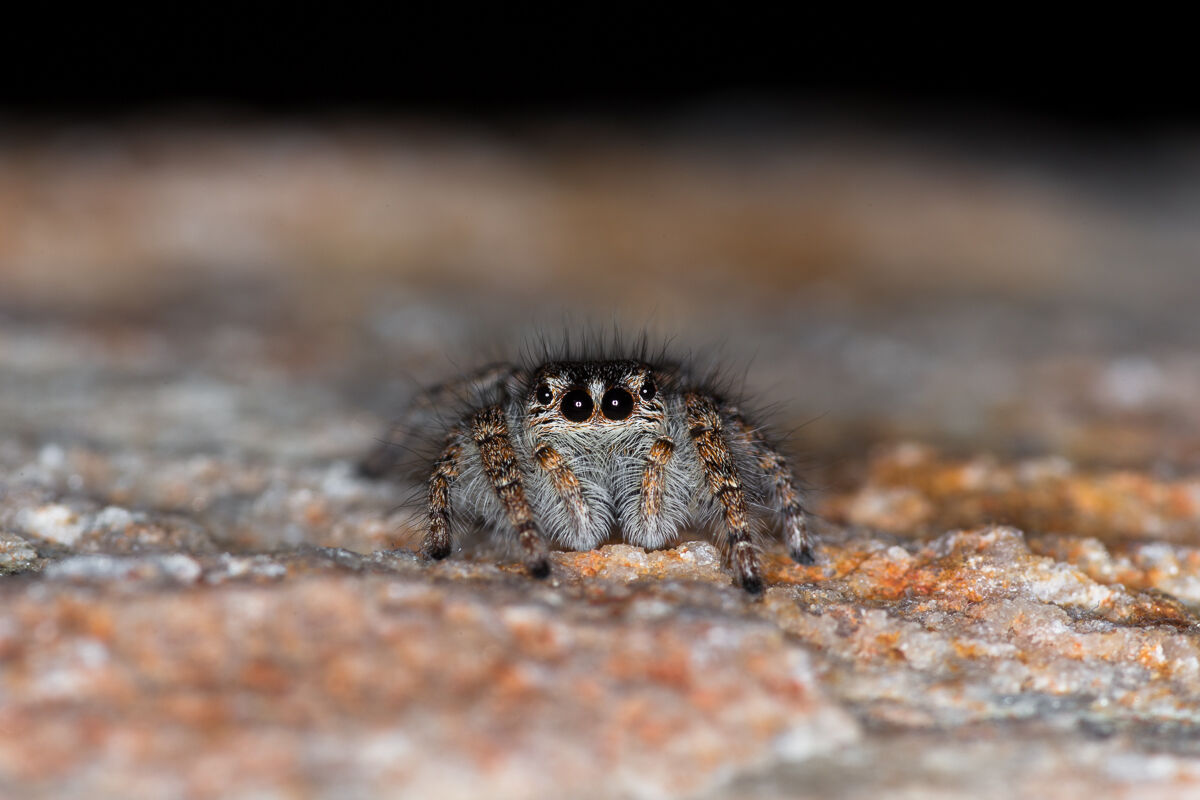 Philaeus chrysops, salticida spider ...