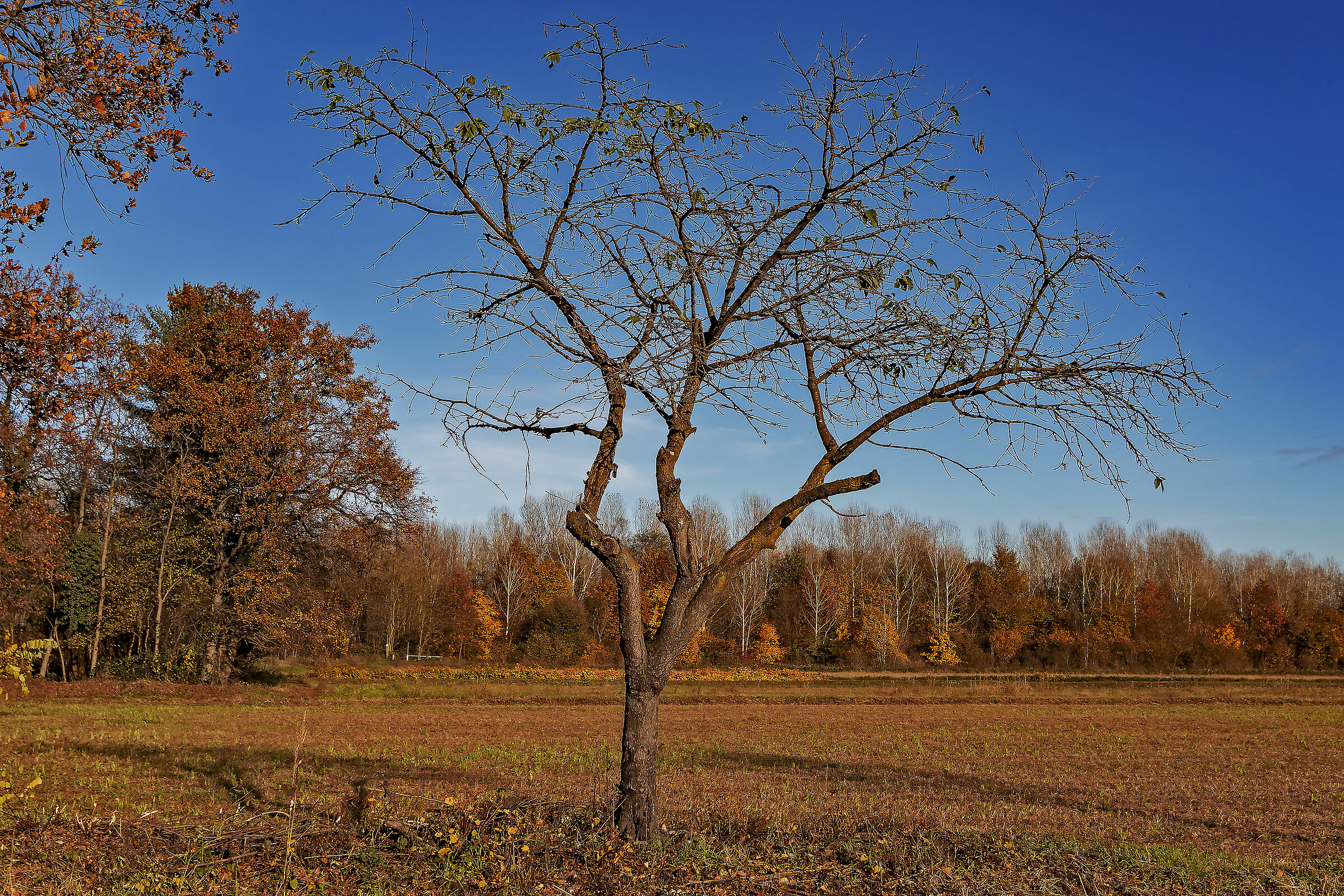Arrivederci a primavera