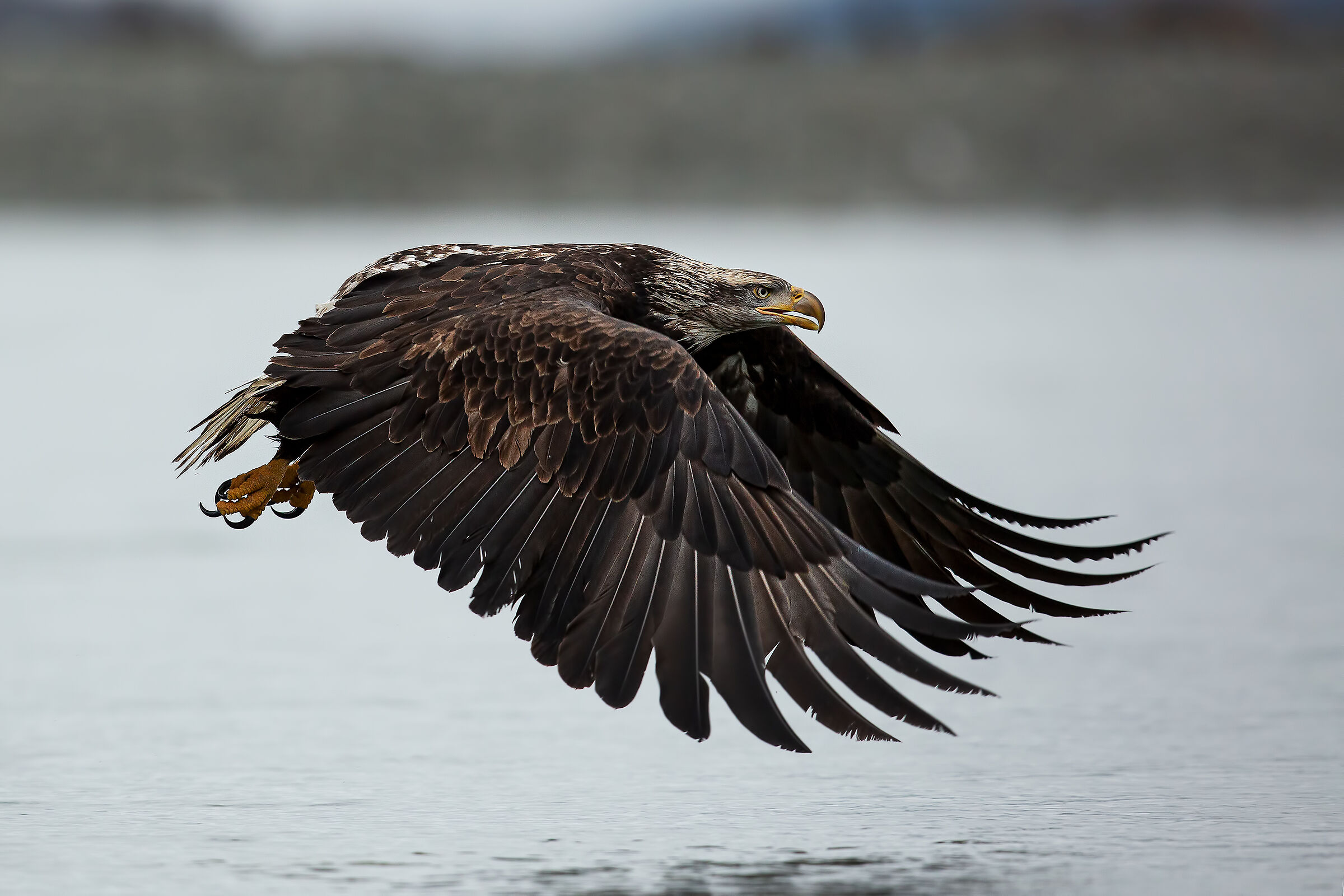 Il volo della regina