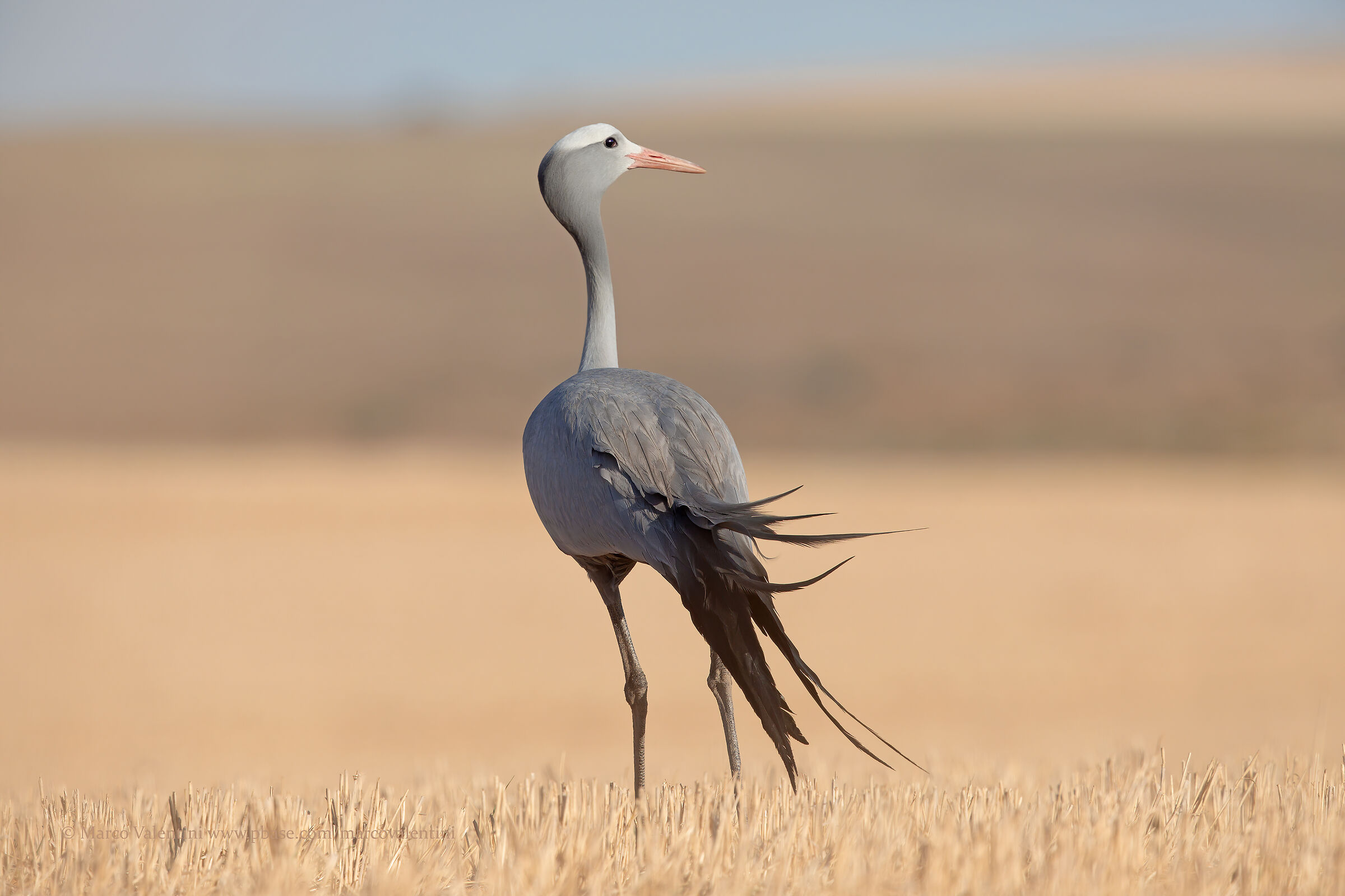 Blue crane