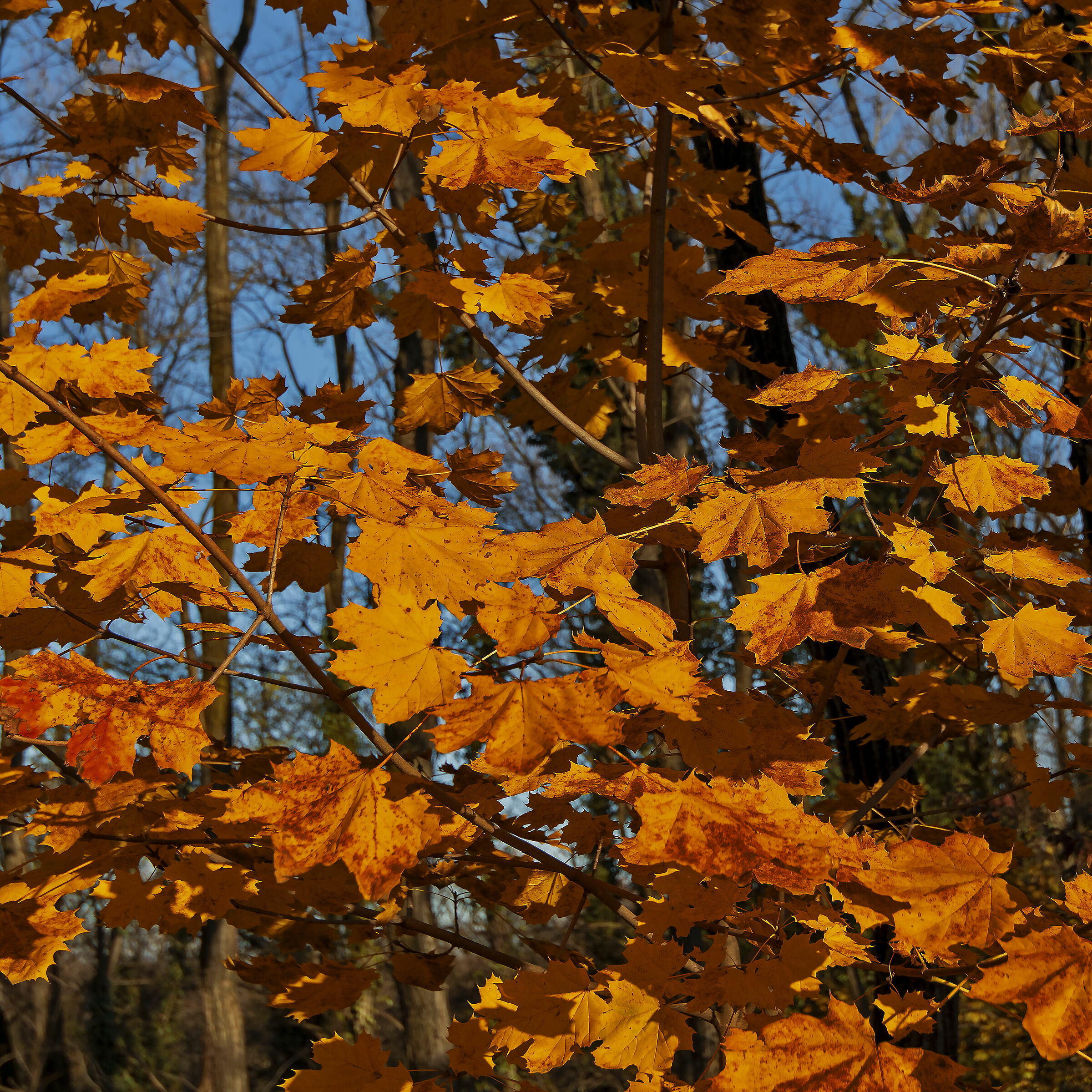 Autumn is a second spring