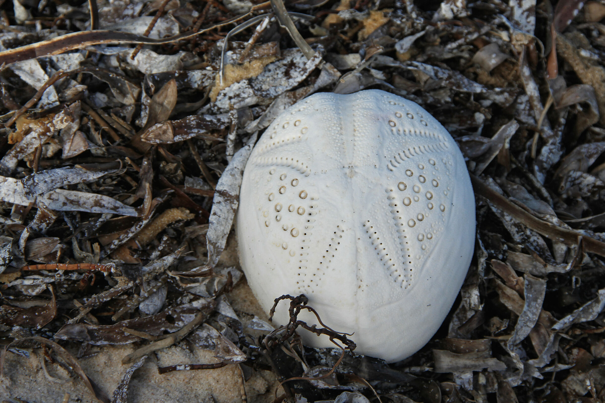 Echinoderm Dermaskeleton