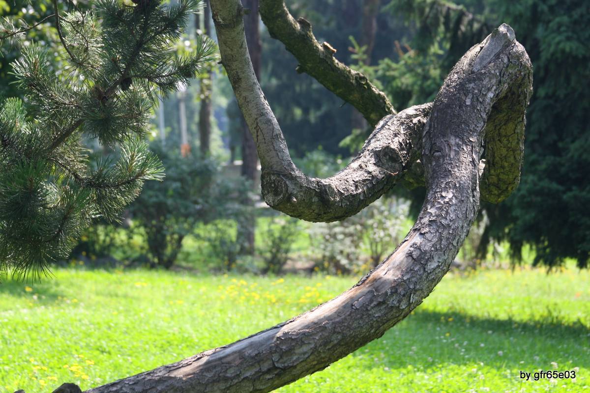 Contorsionismo naturale