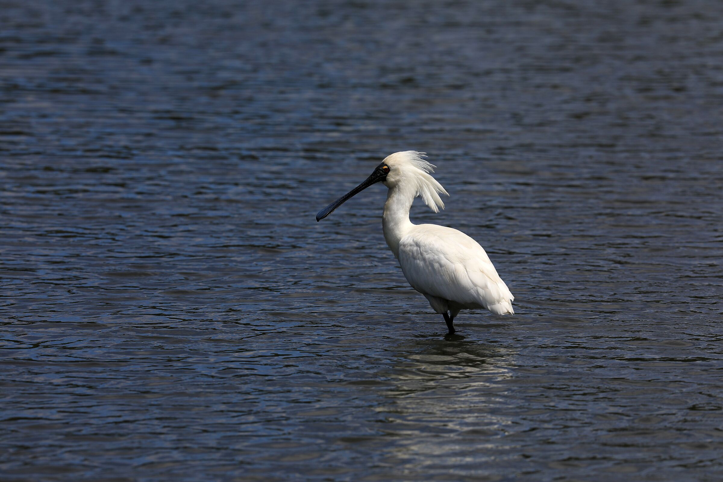 Royal Spoonbill