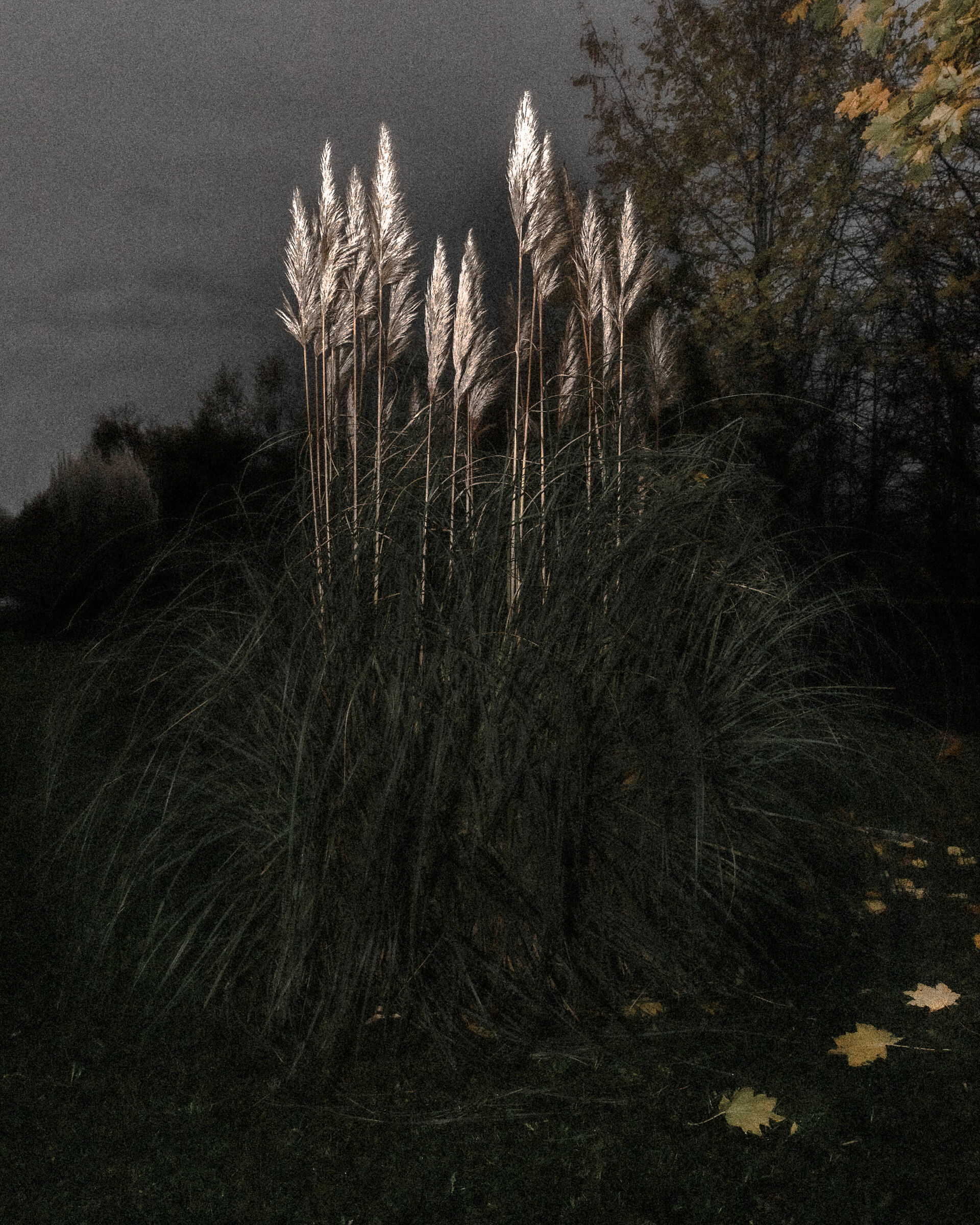 Pampas Grass