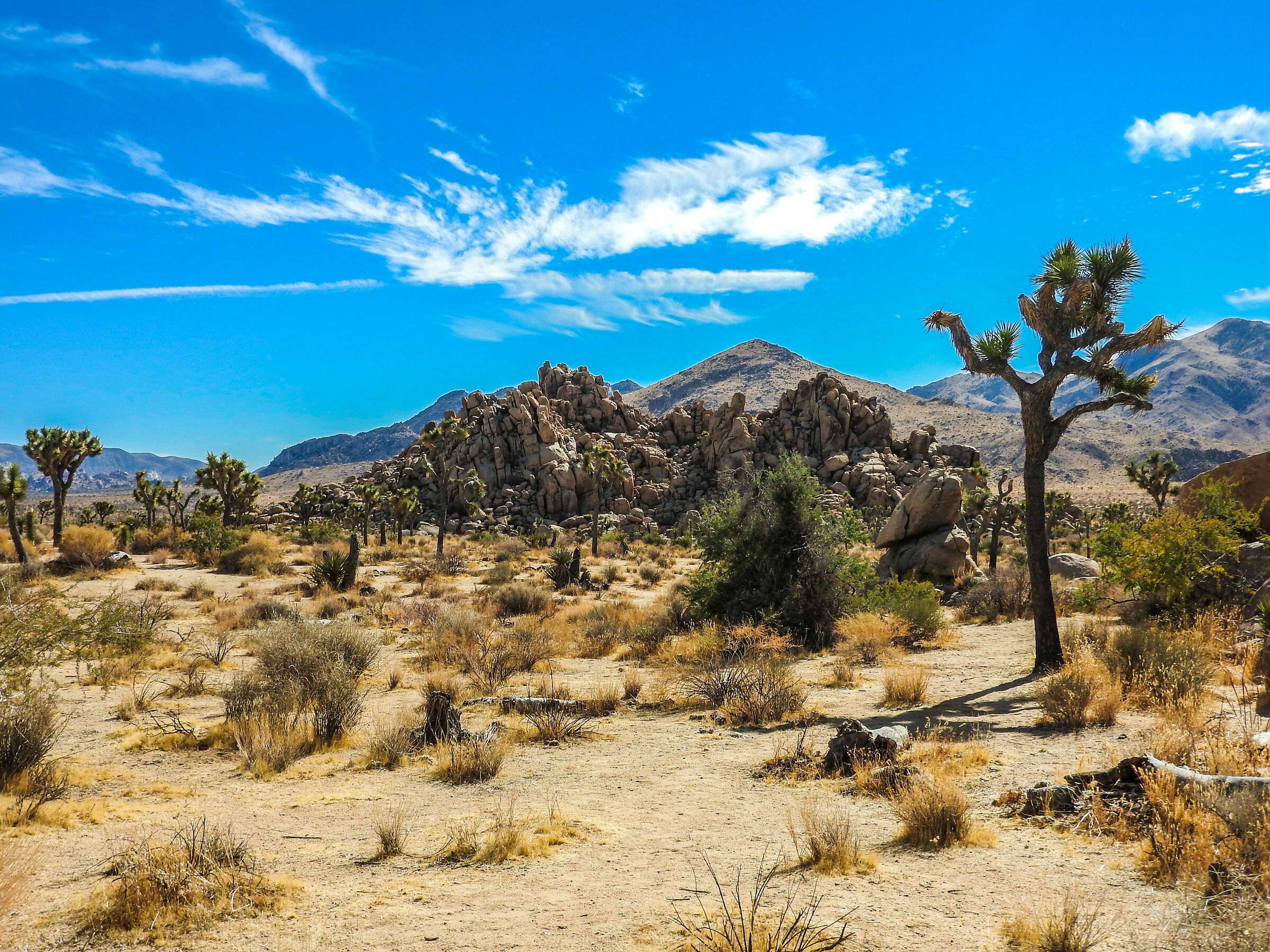 California, Joshua Tree National Park