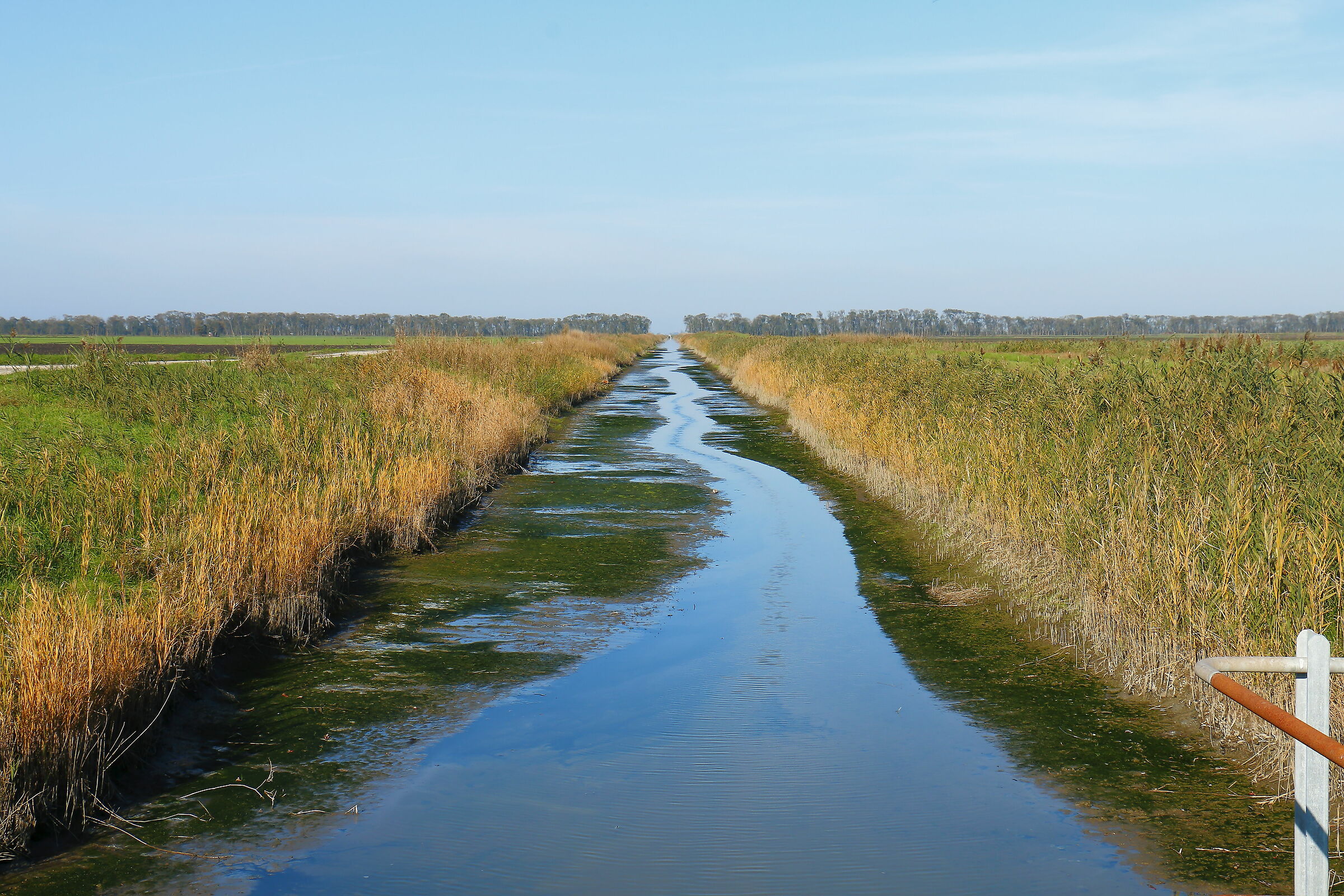 Boscoforte valli di Argenta
