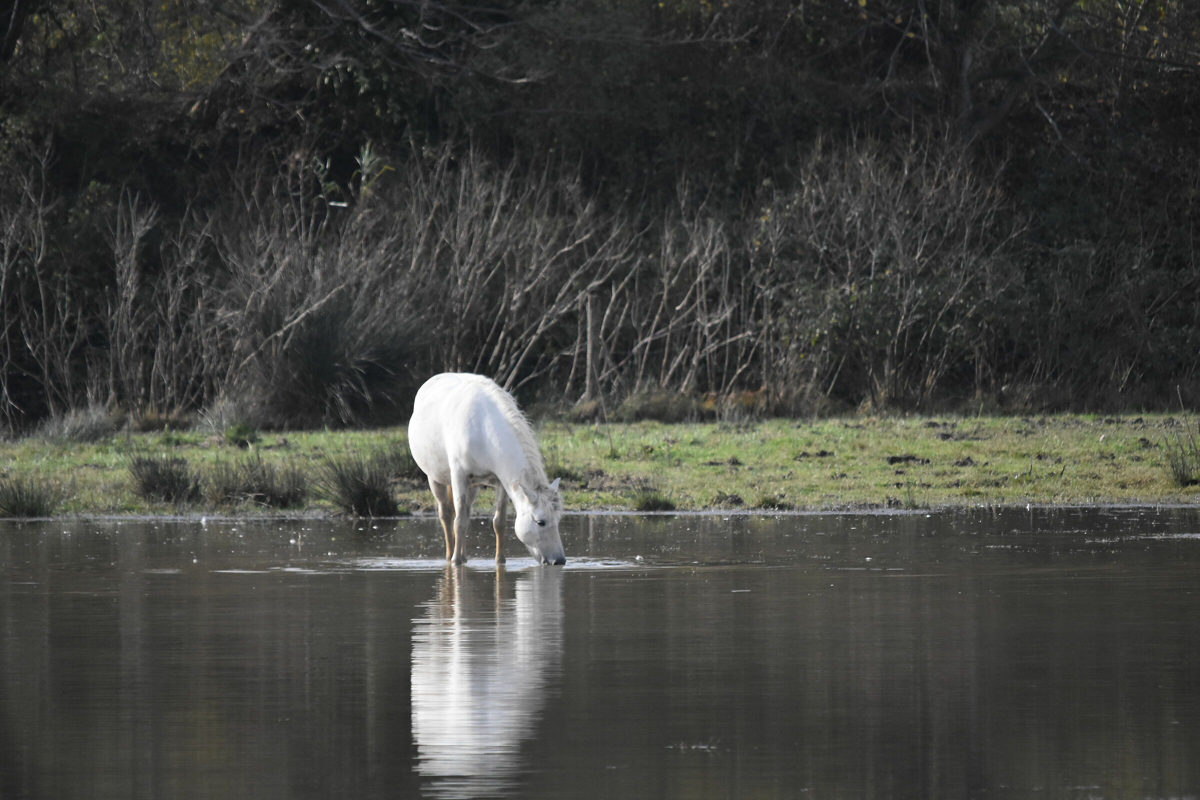 Camargue horses