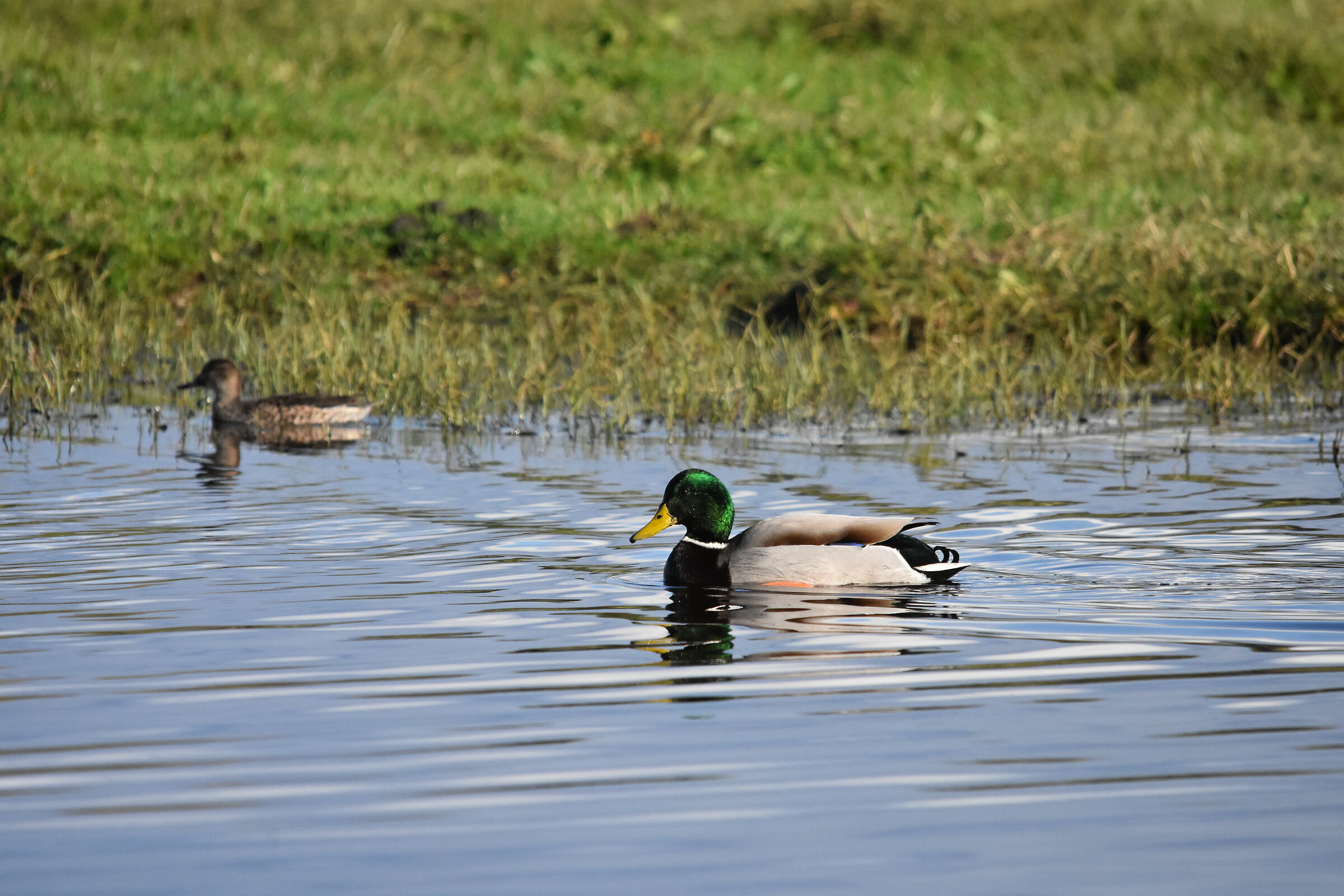 Mallard