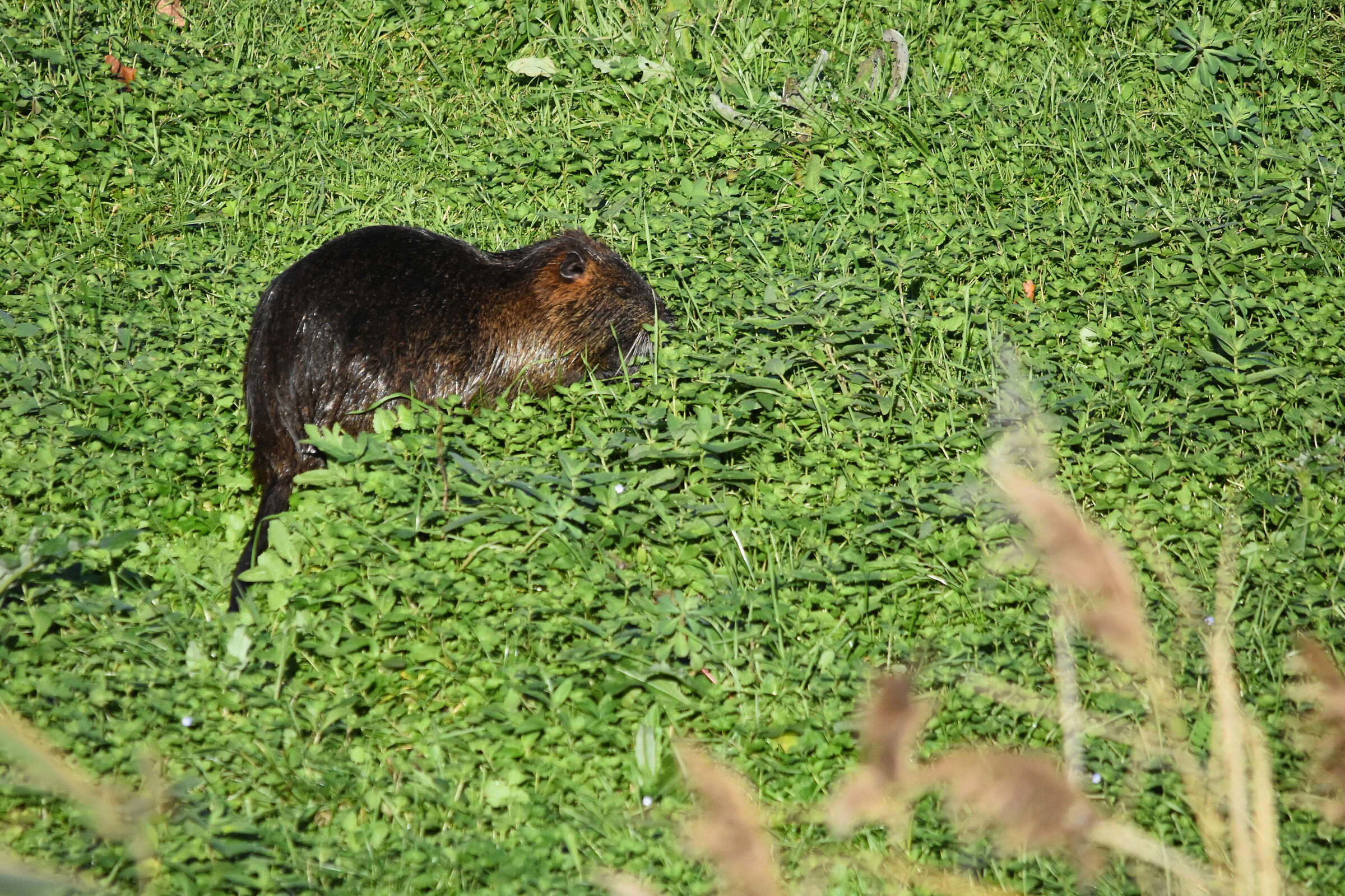 la nutria
