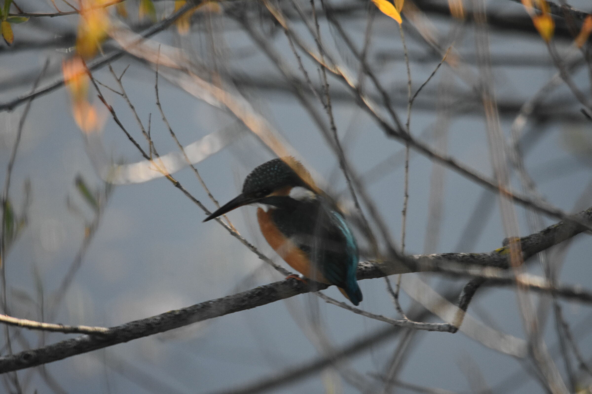 the kingfisher