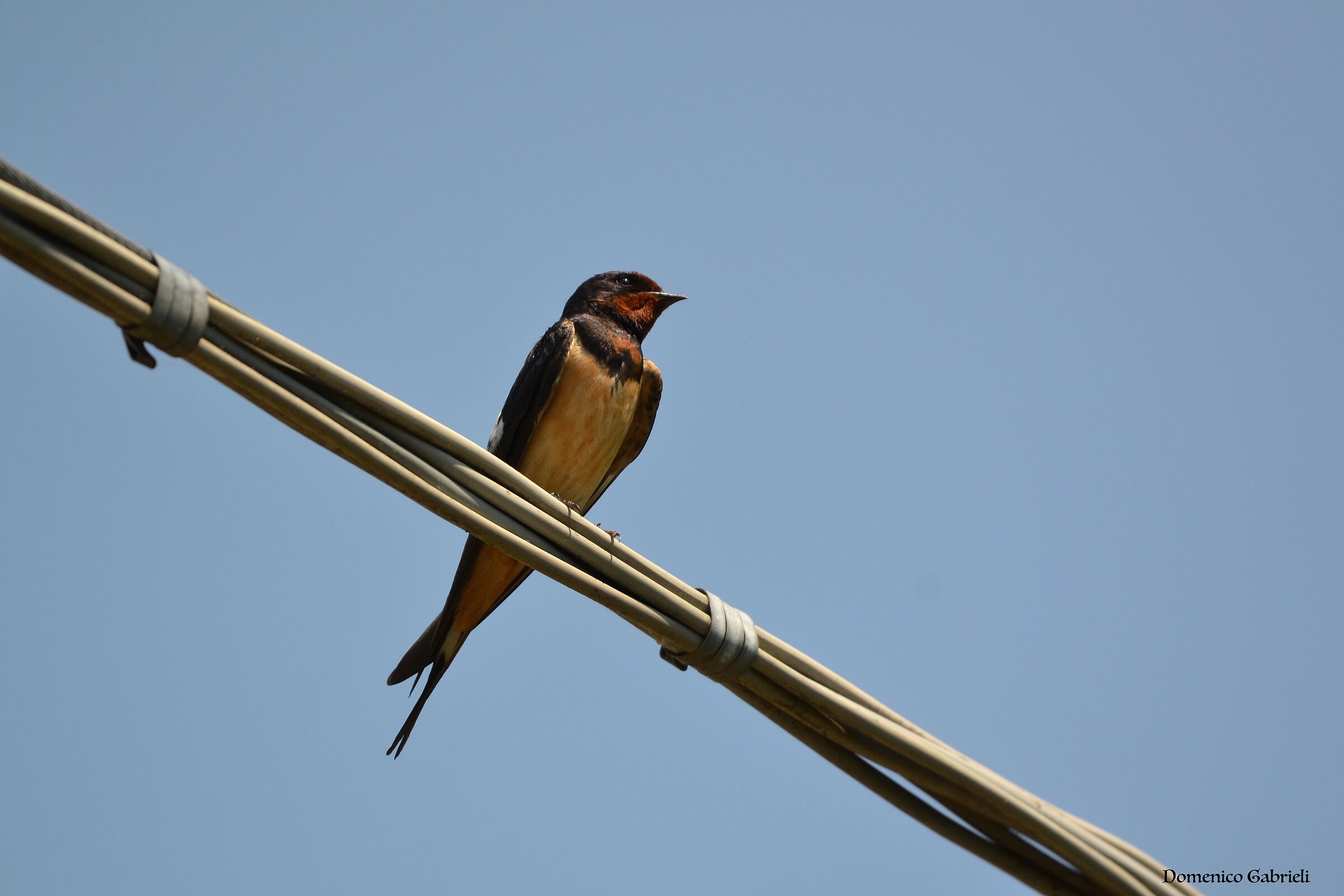 Swallow