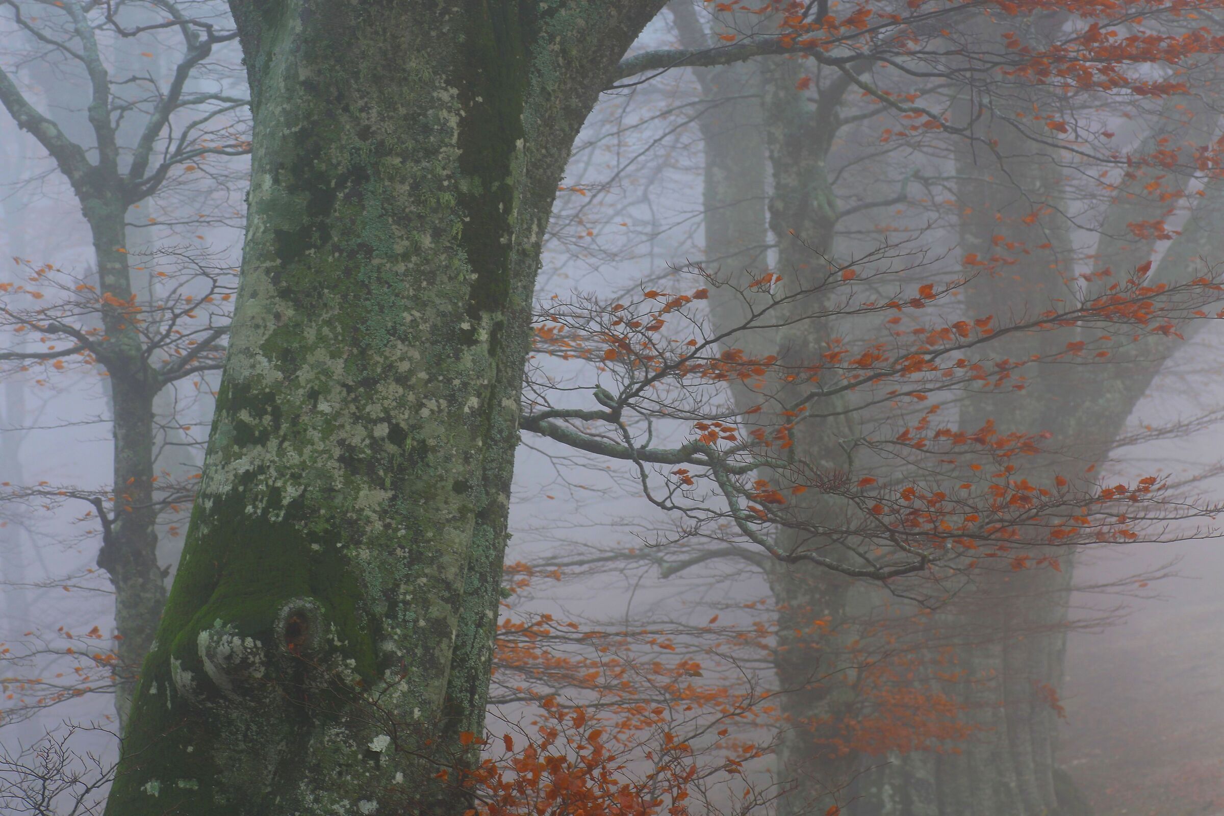 beech trees in the fog