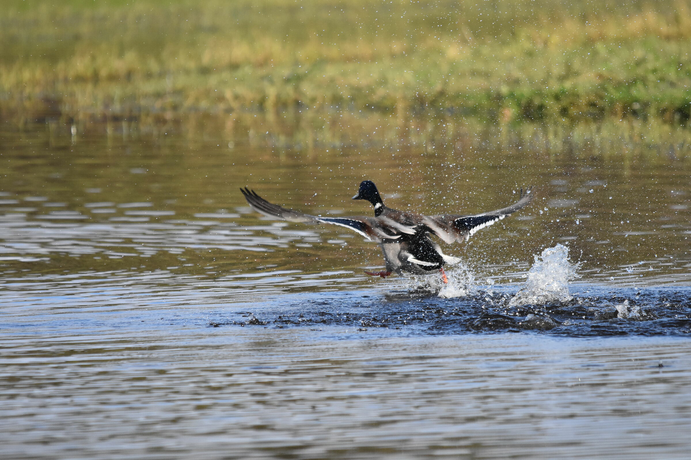 The royal german takes flight