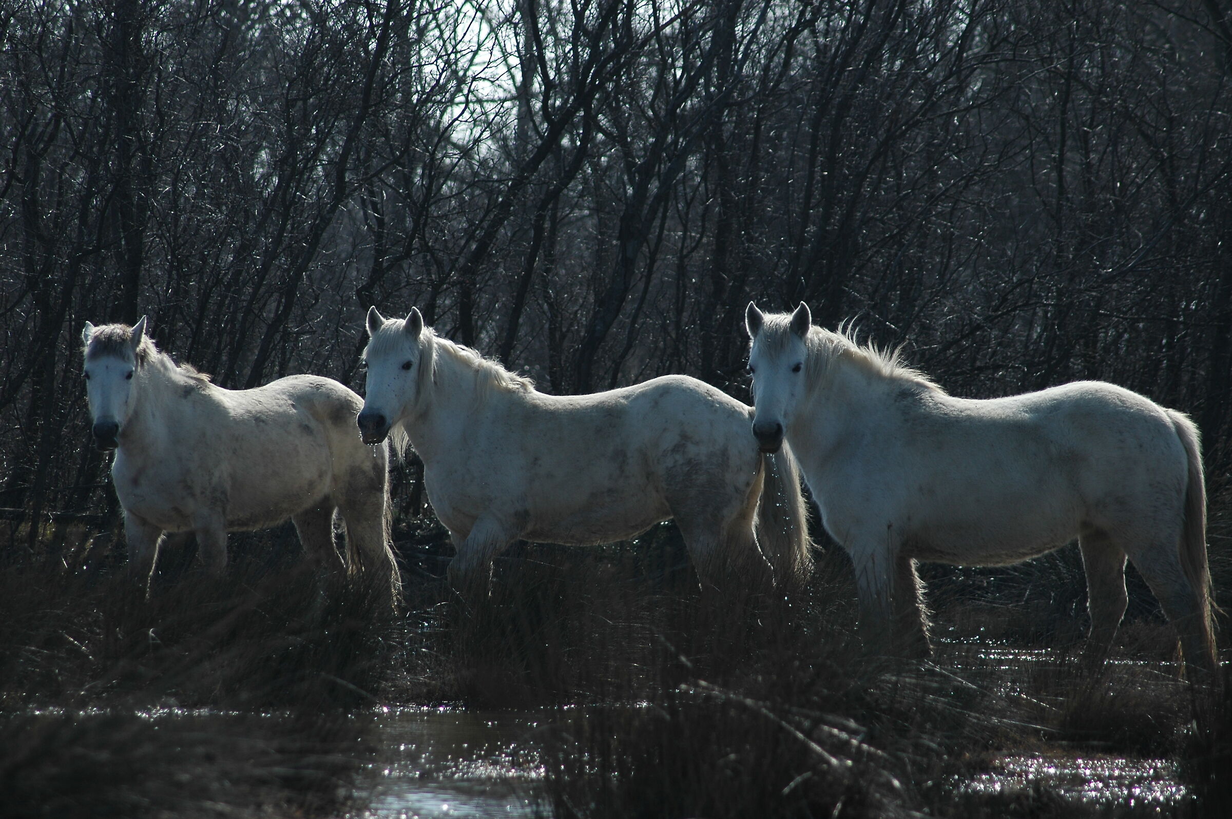 i cavalli Camargue