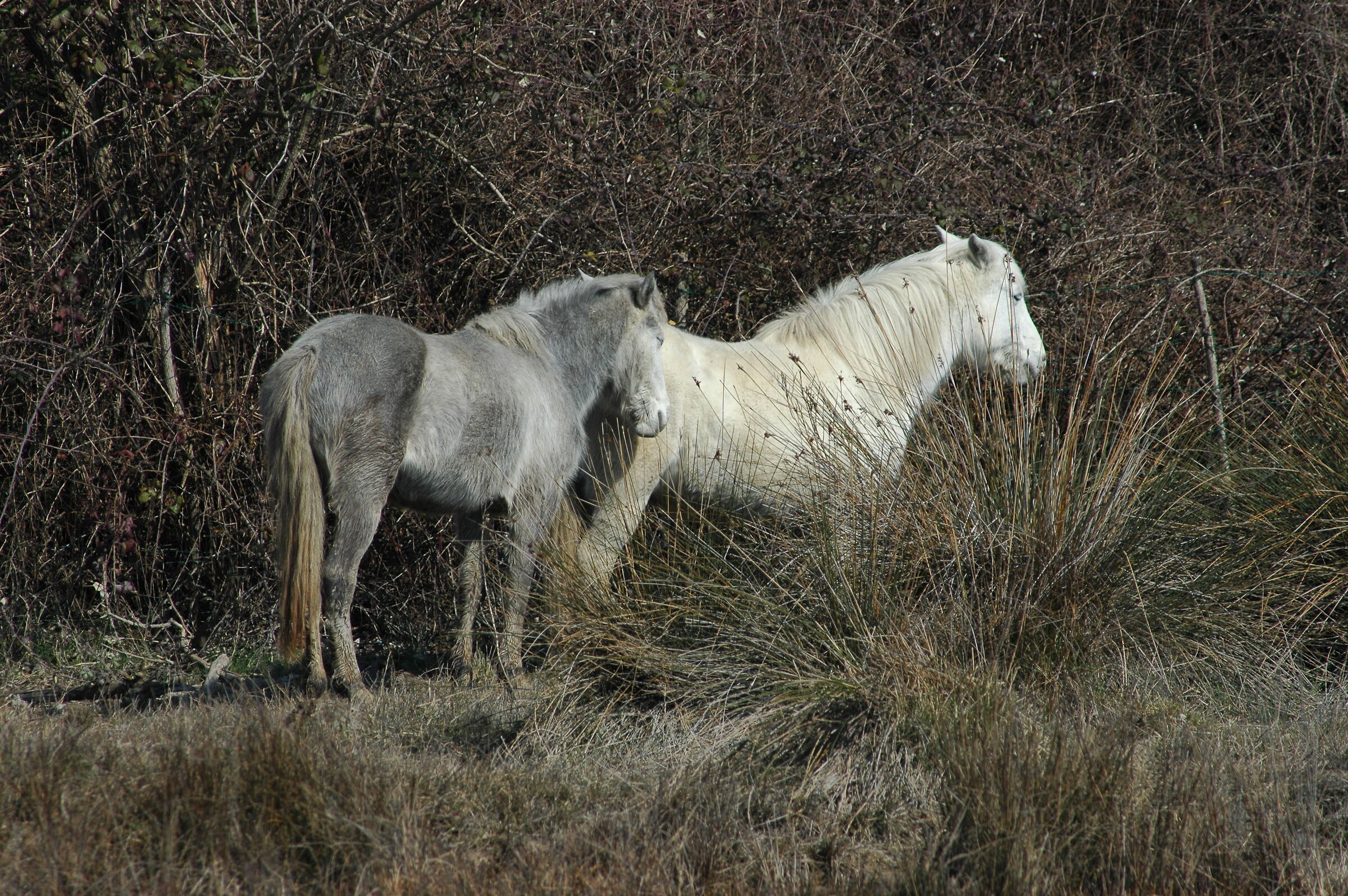i cavalli Camargue