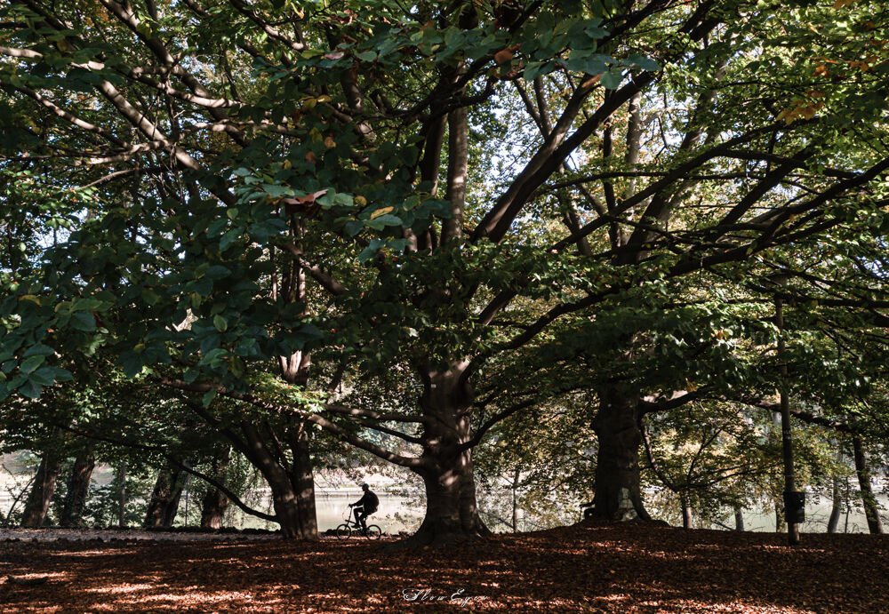 Pedalando sulle foglie