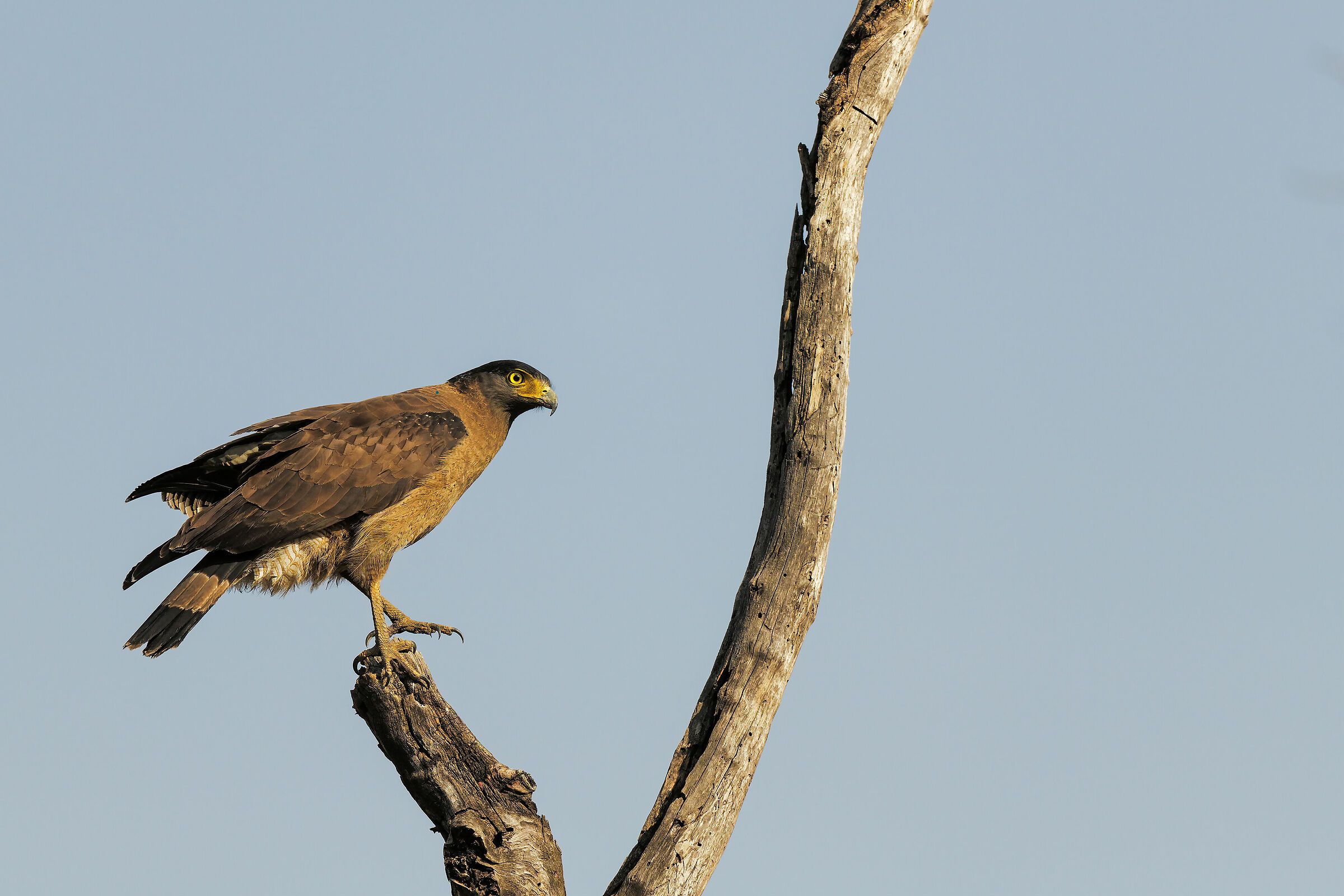 Crested Serpent Eagle