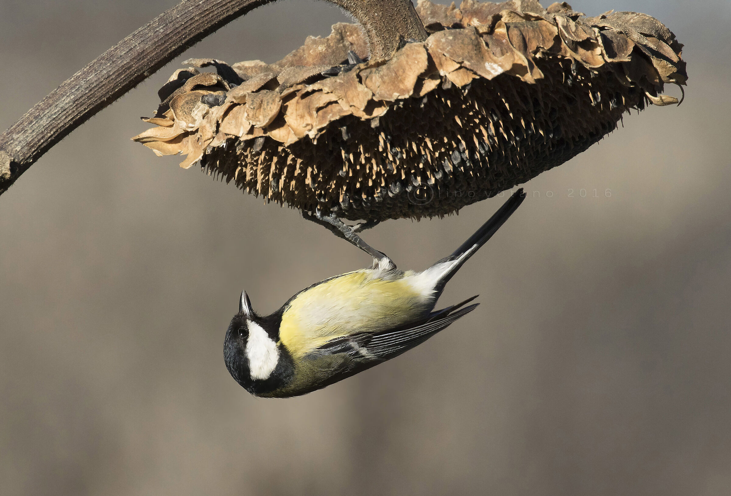 ......quanta fatica per un seme....