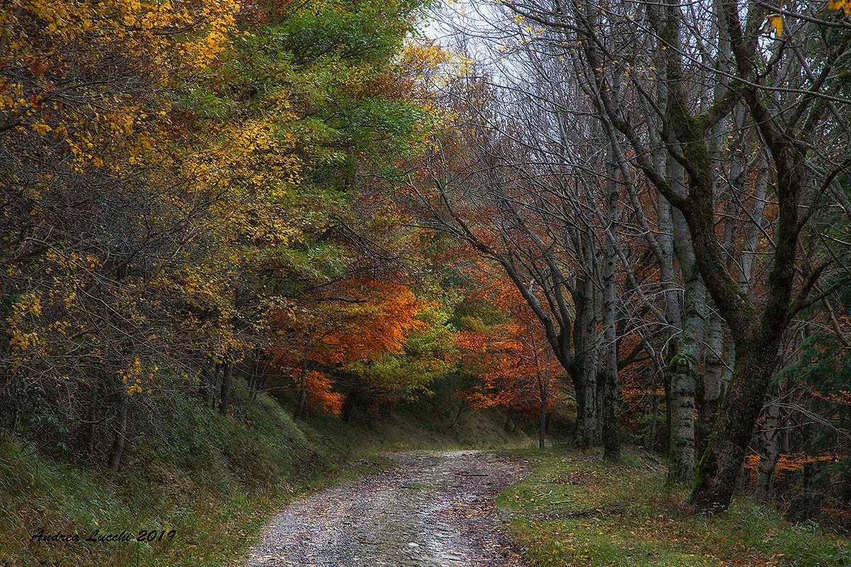 foliage nel Parco Nazionale foreste Casentinesi