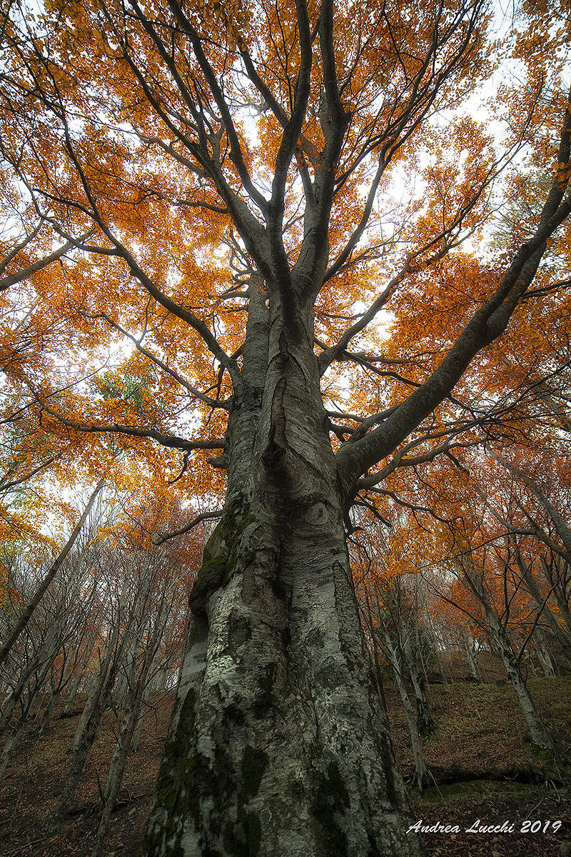faggione centenario San Paolo In Alpe