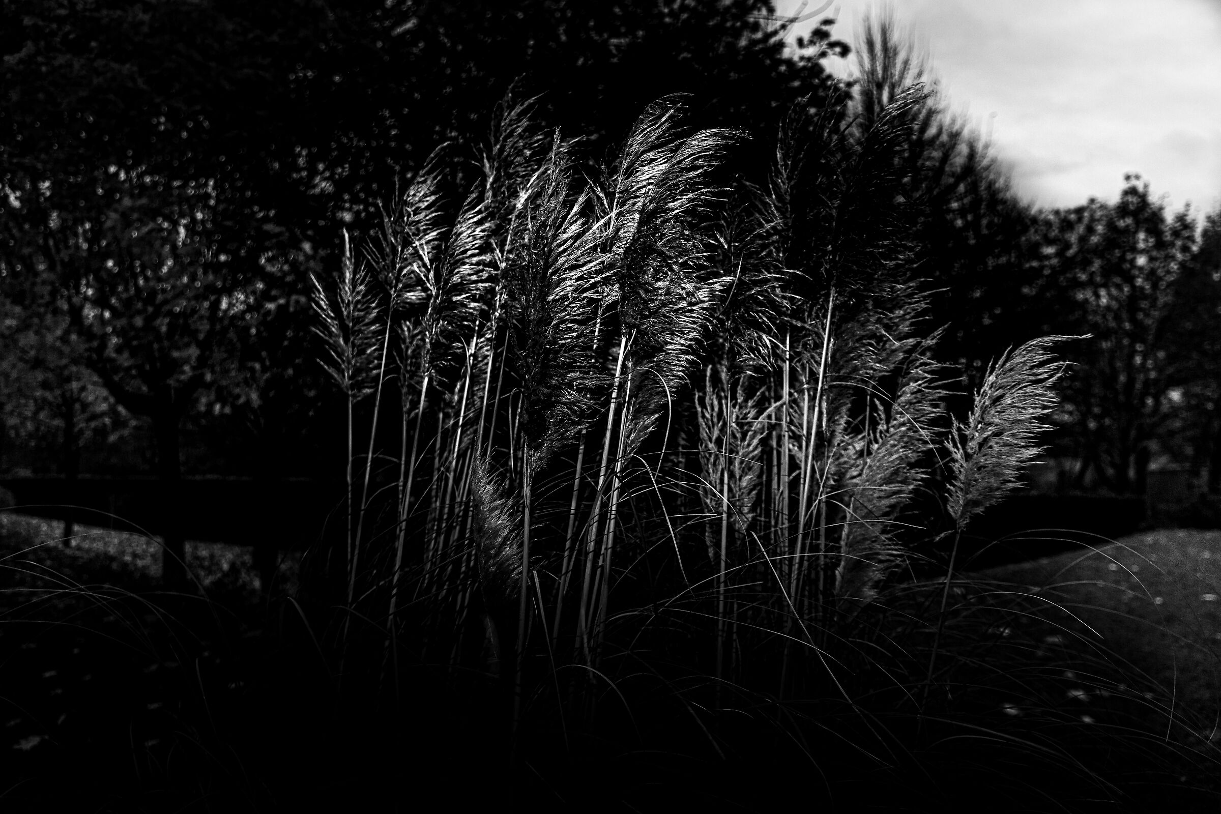 Pampas Grass