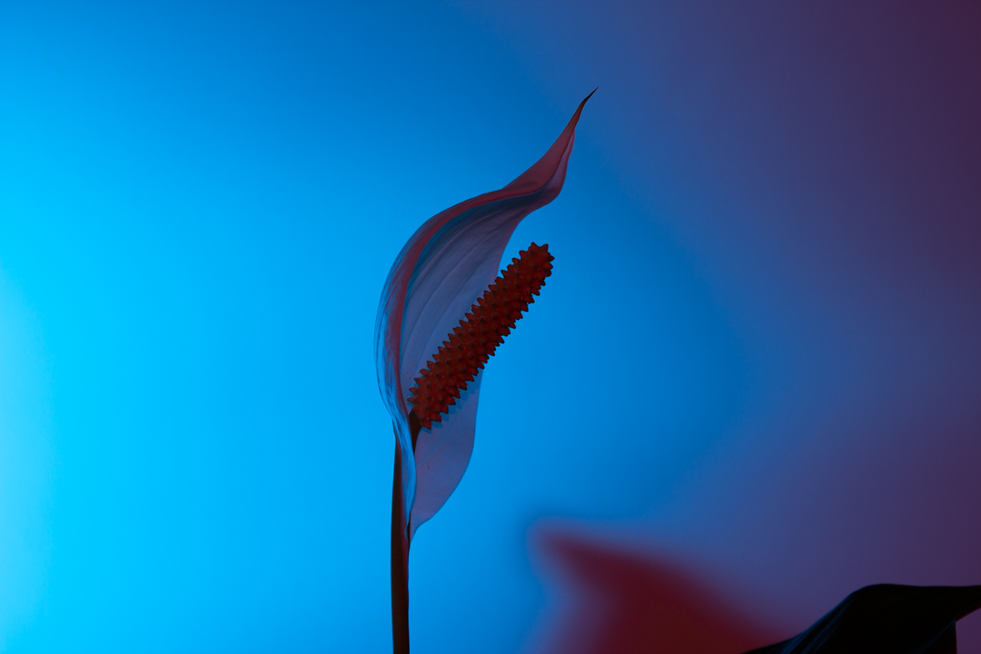 Untitled Photo