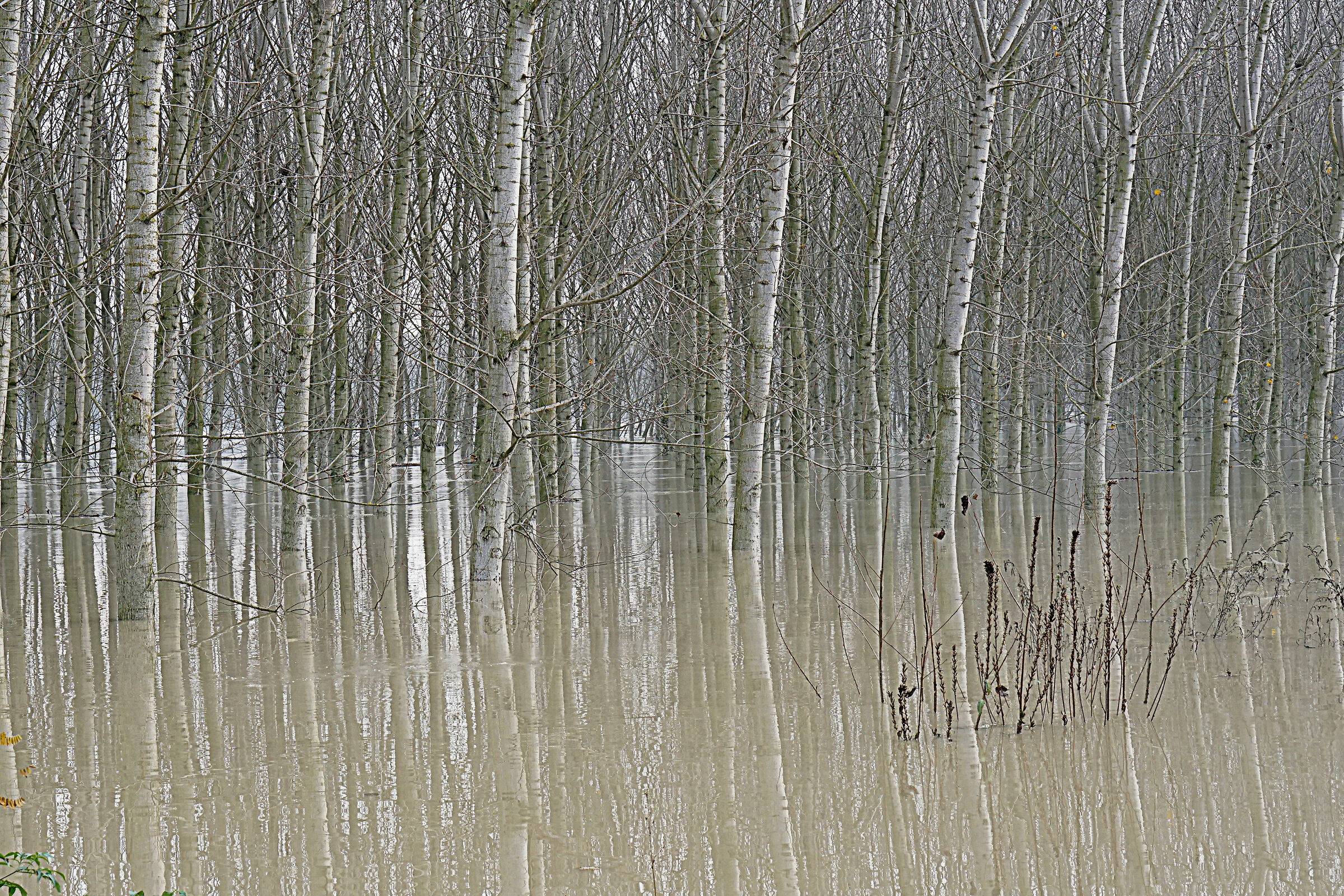 26/11/2019 the flood of the Po