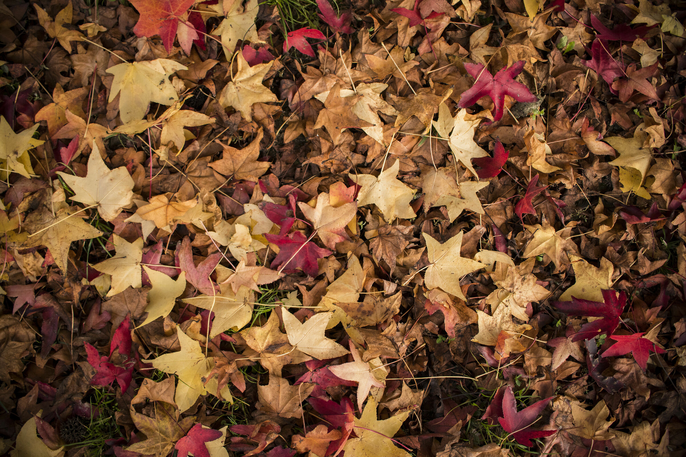 The leaves in autumn