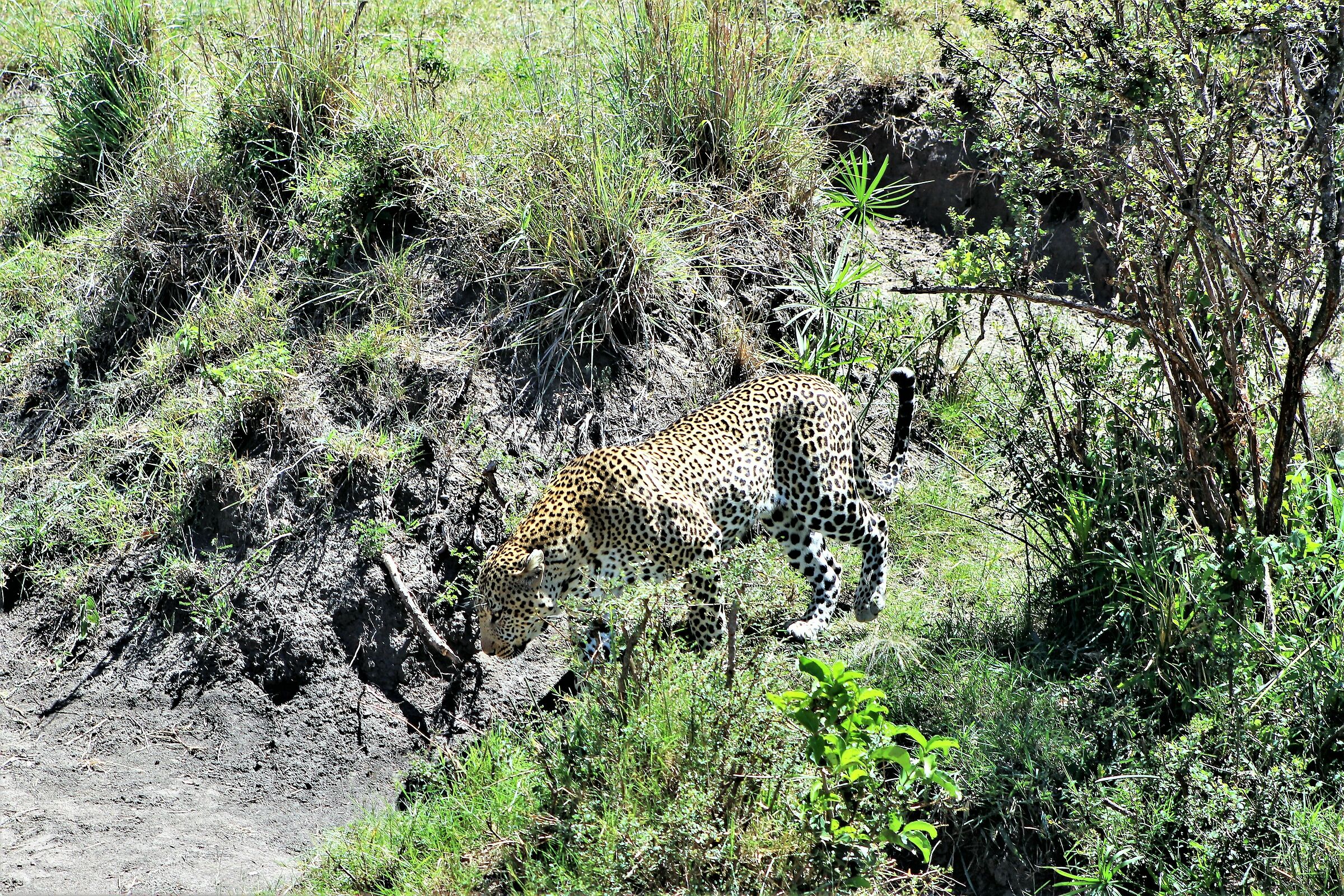 Il fantasma in movimento!