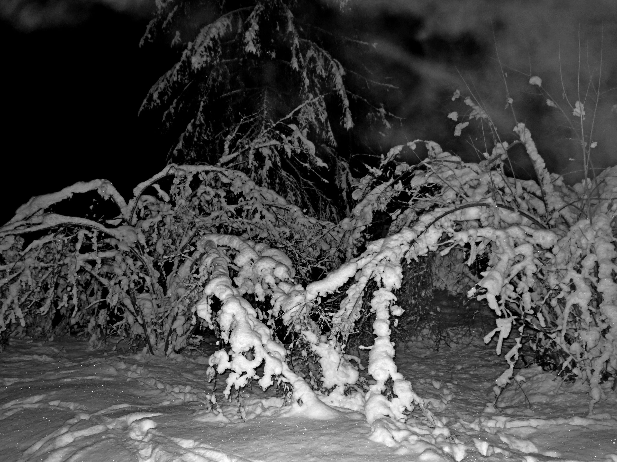 sotto la neve