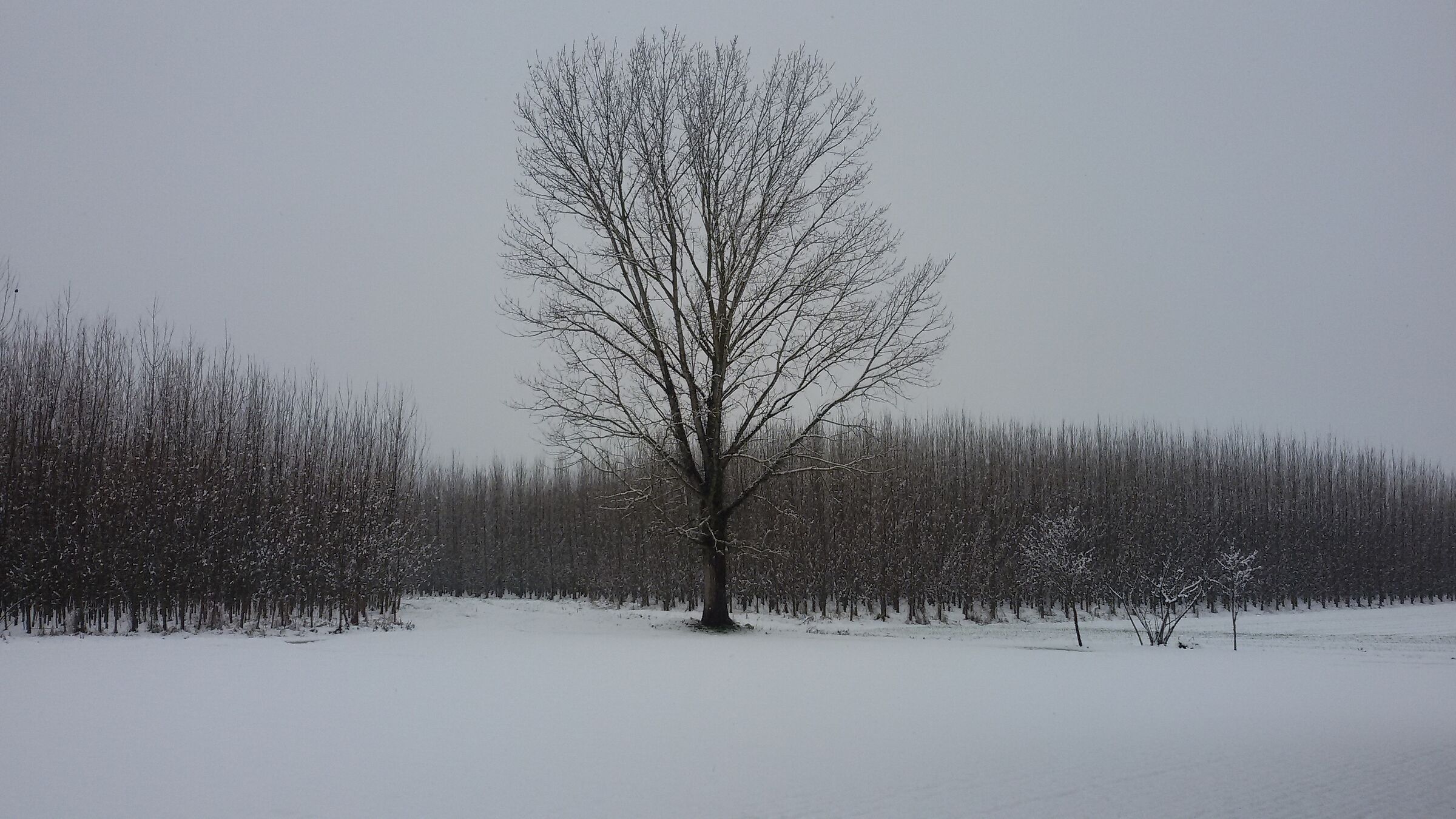 Il pioppo d'inverno