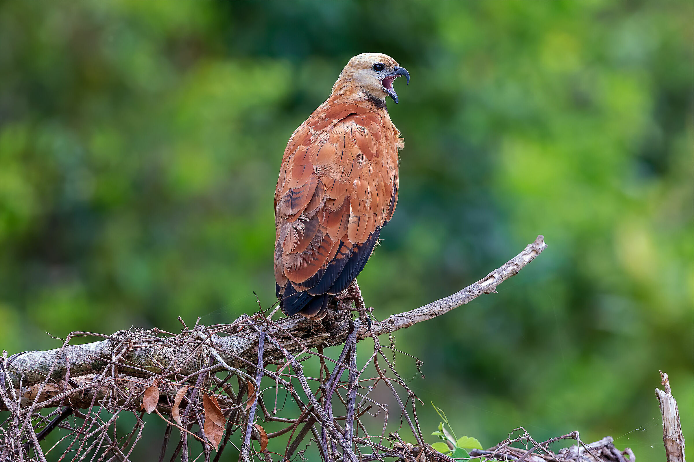 Black collared hawk (Busarellus nigricollis)
