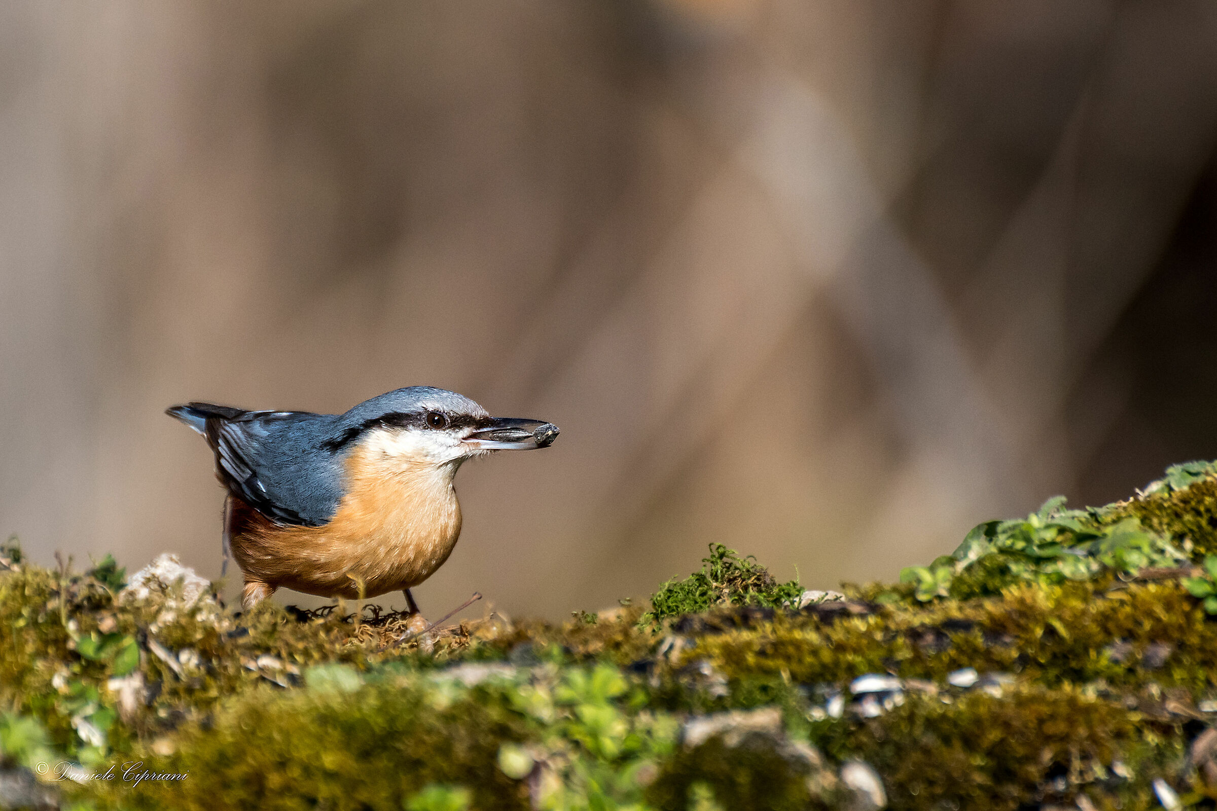 Hungry bricklayer woodpecker