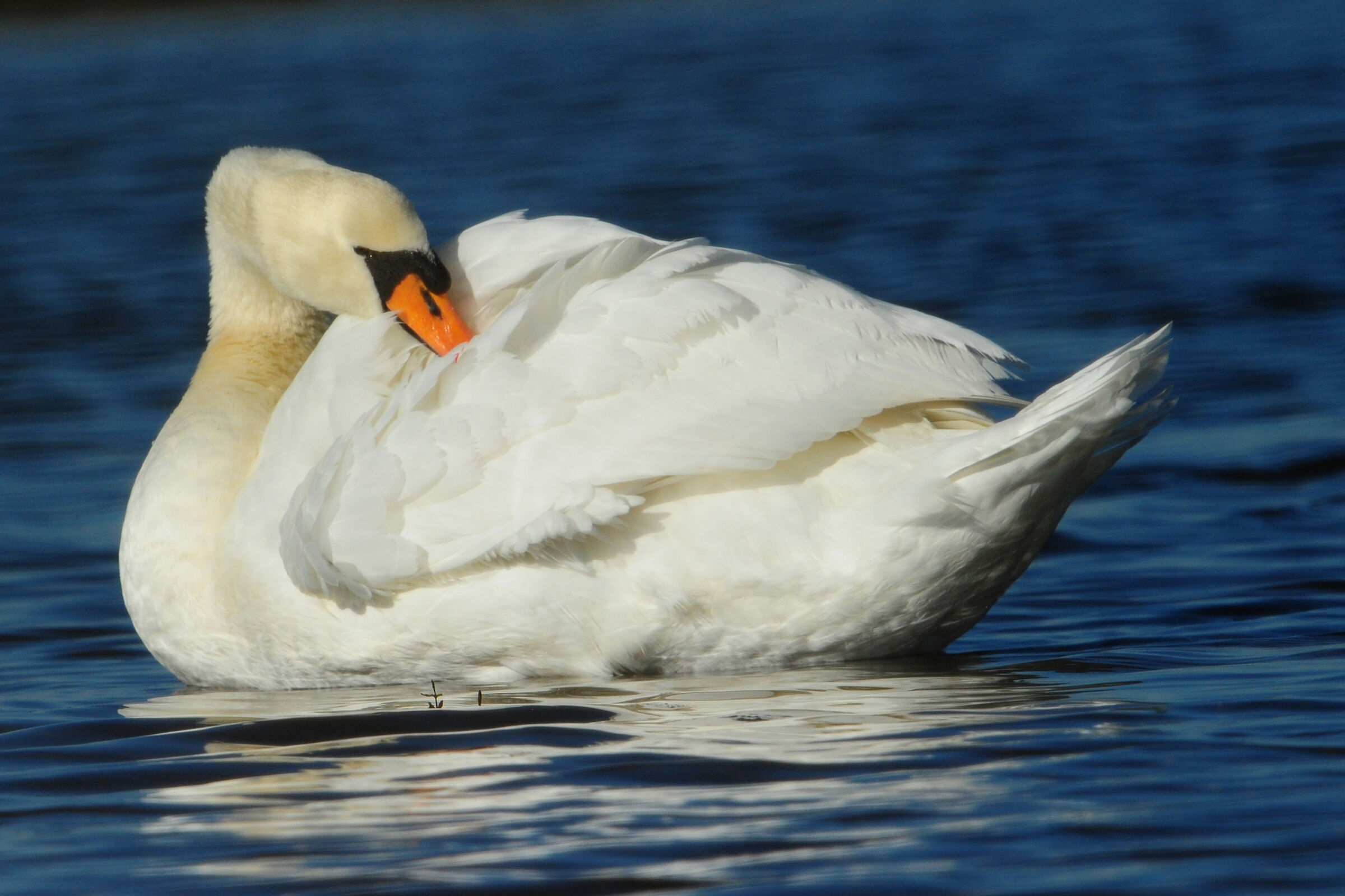 Swan