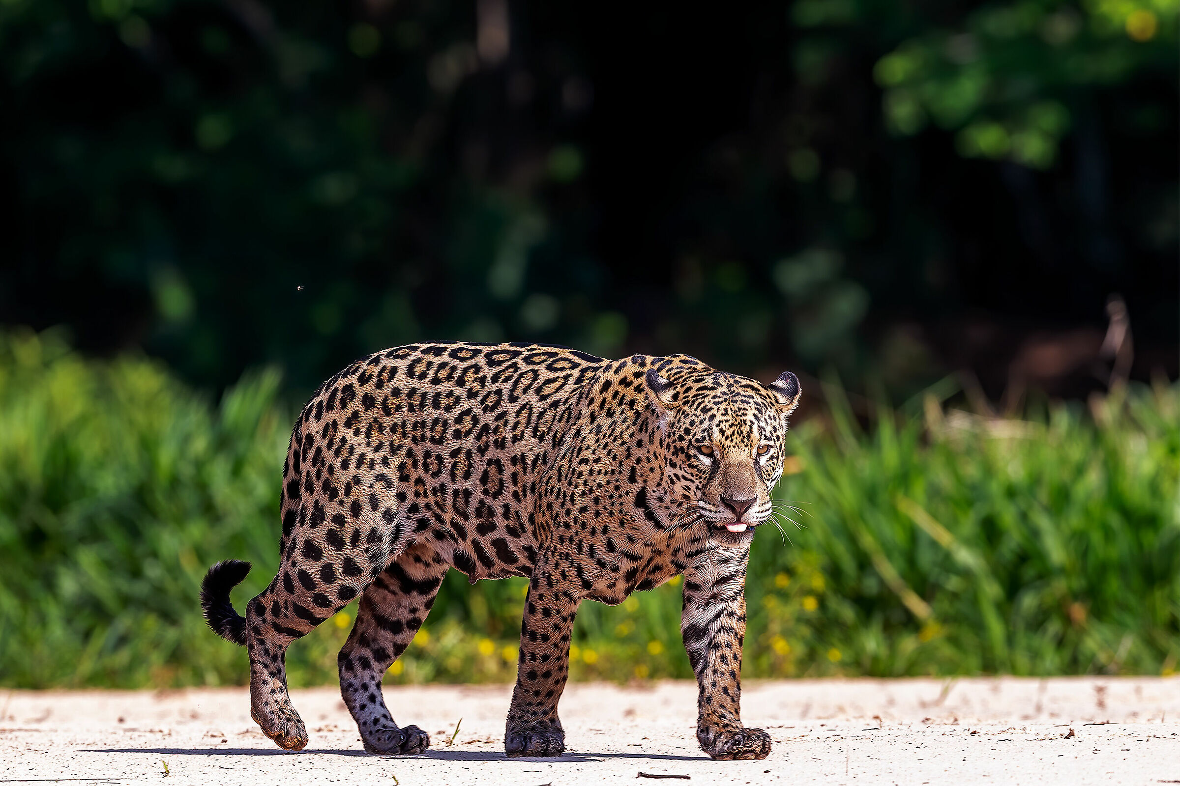 Jaguar