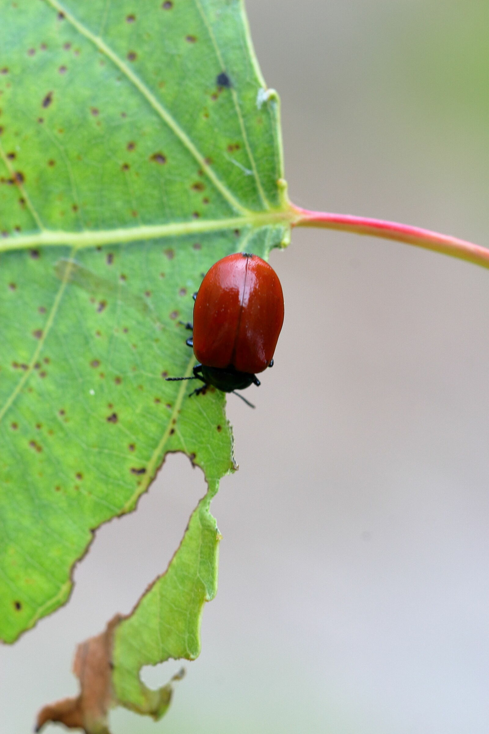 little red beetle