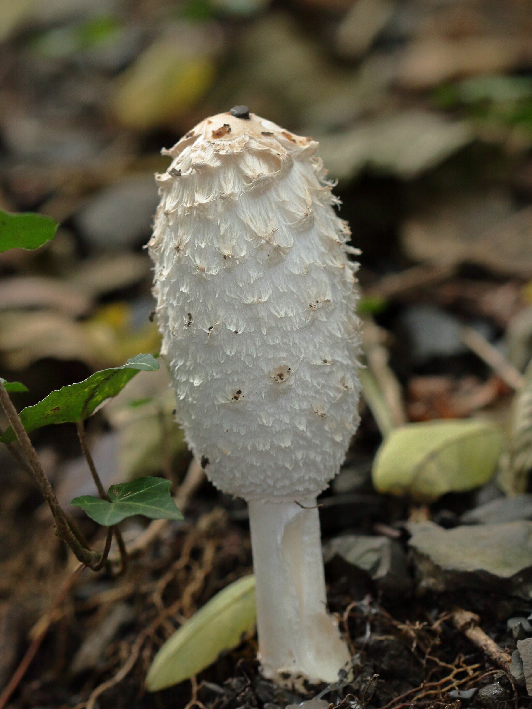 And after the rain...