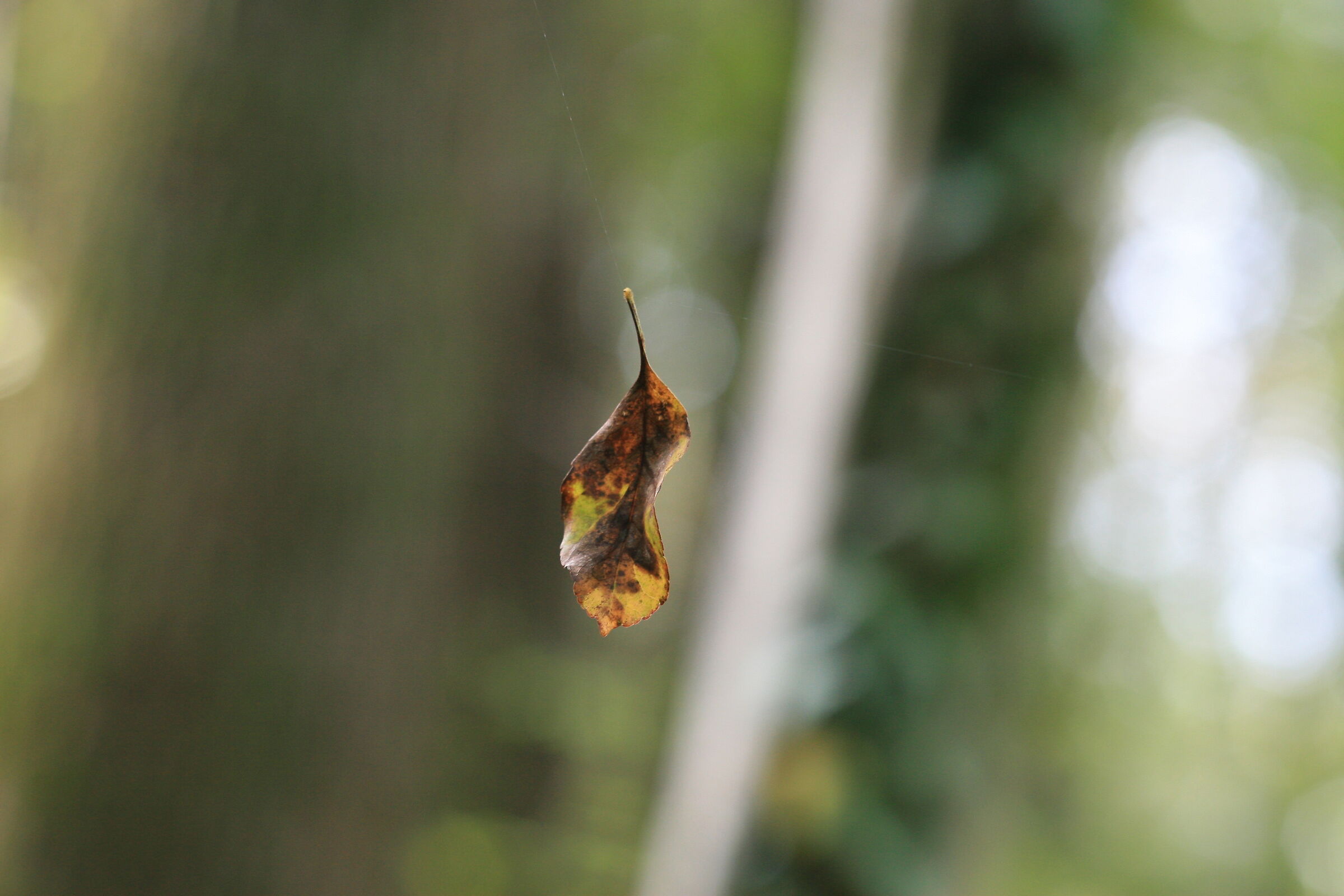 the suspended leaf
