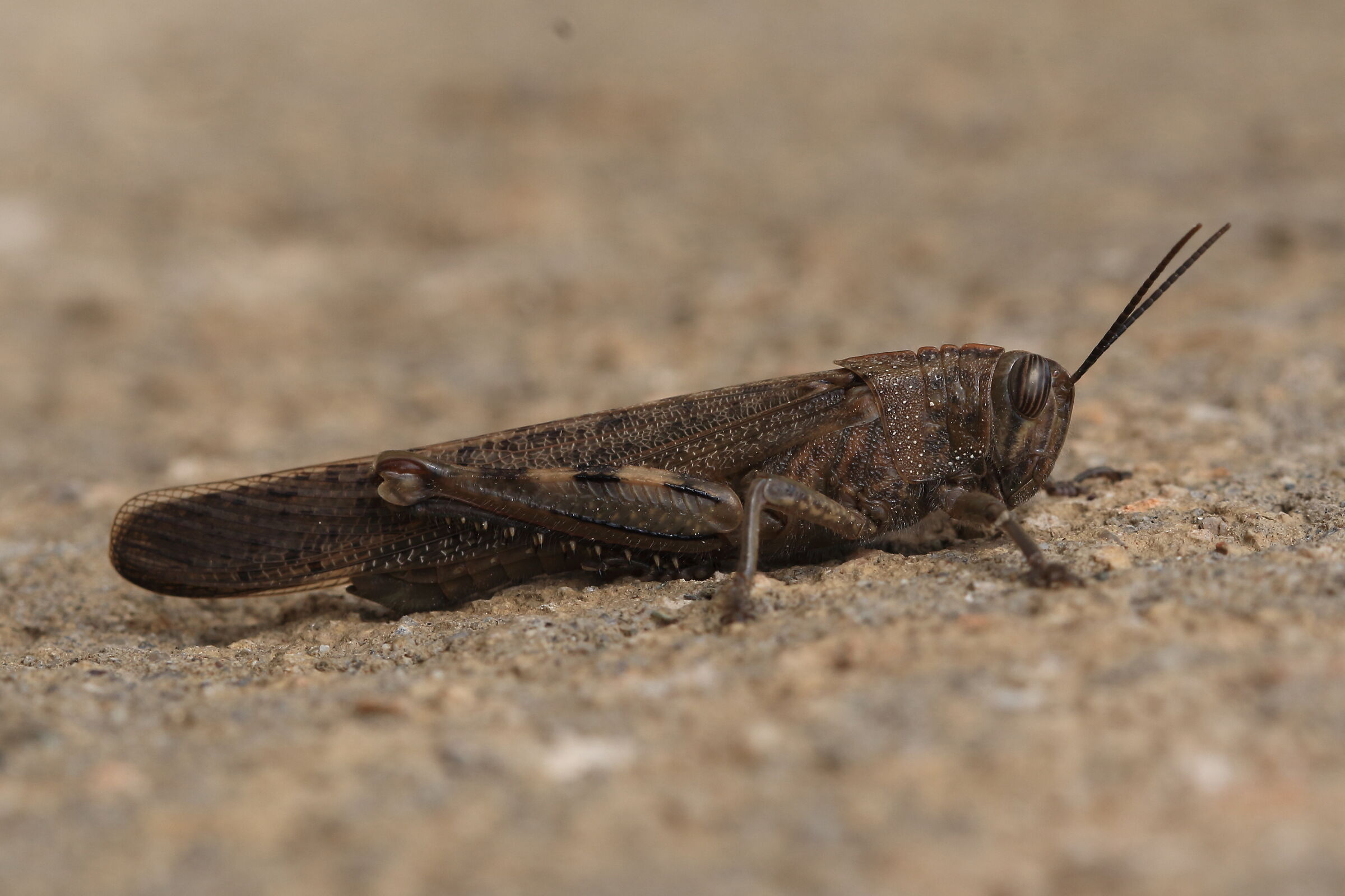 Cavalletta in Valle Imagna