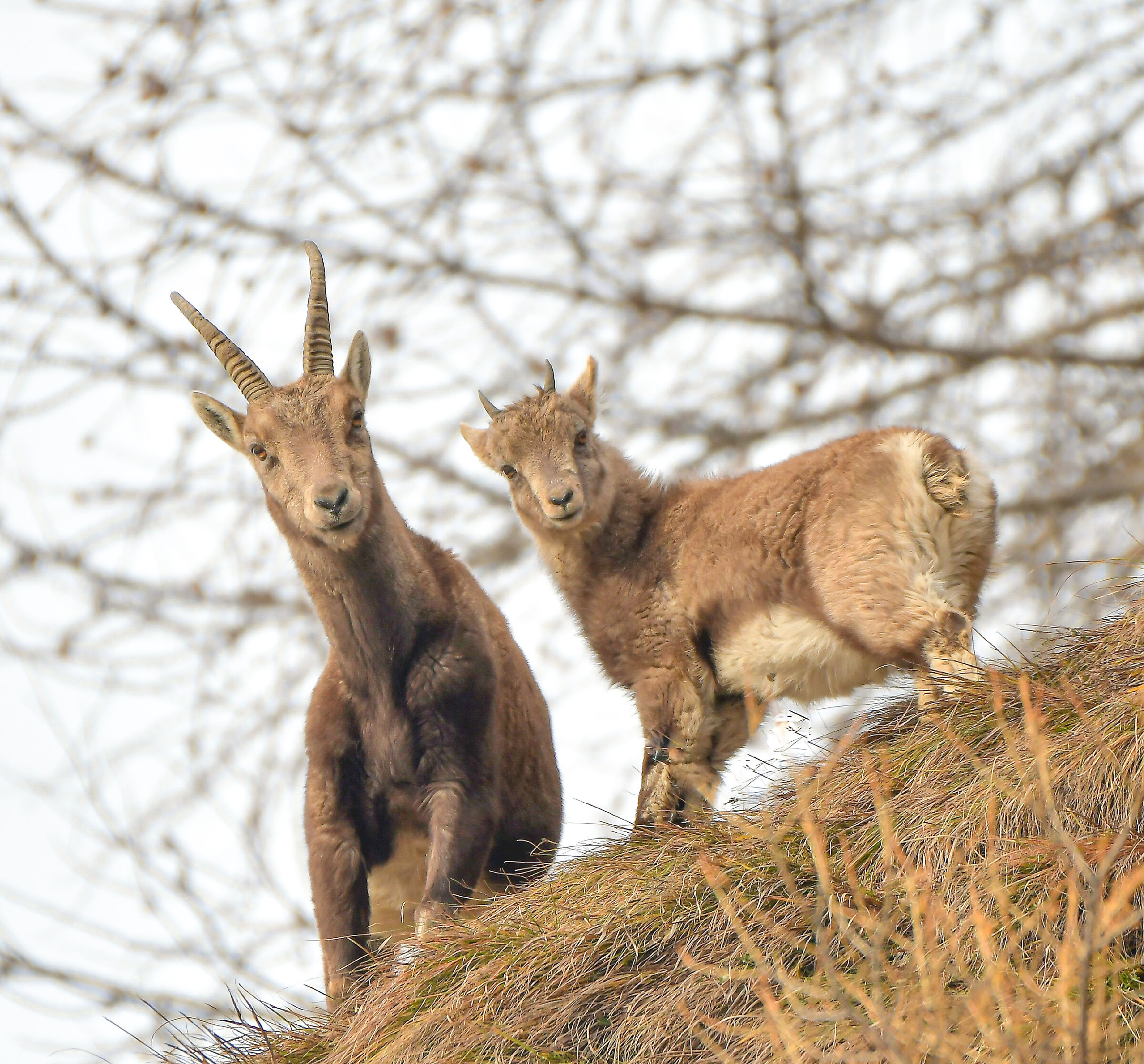 Mom and baby ibex