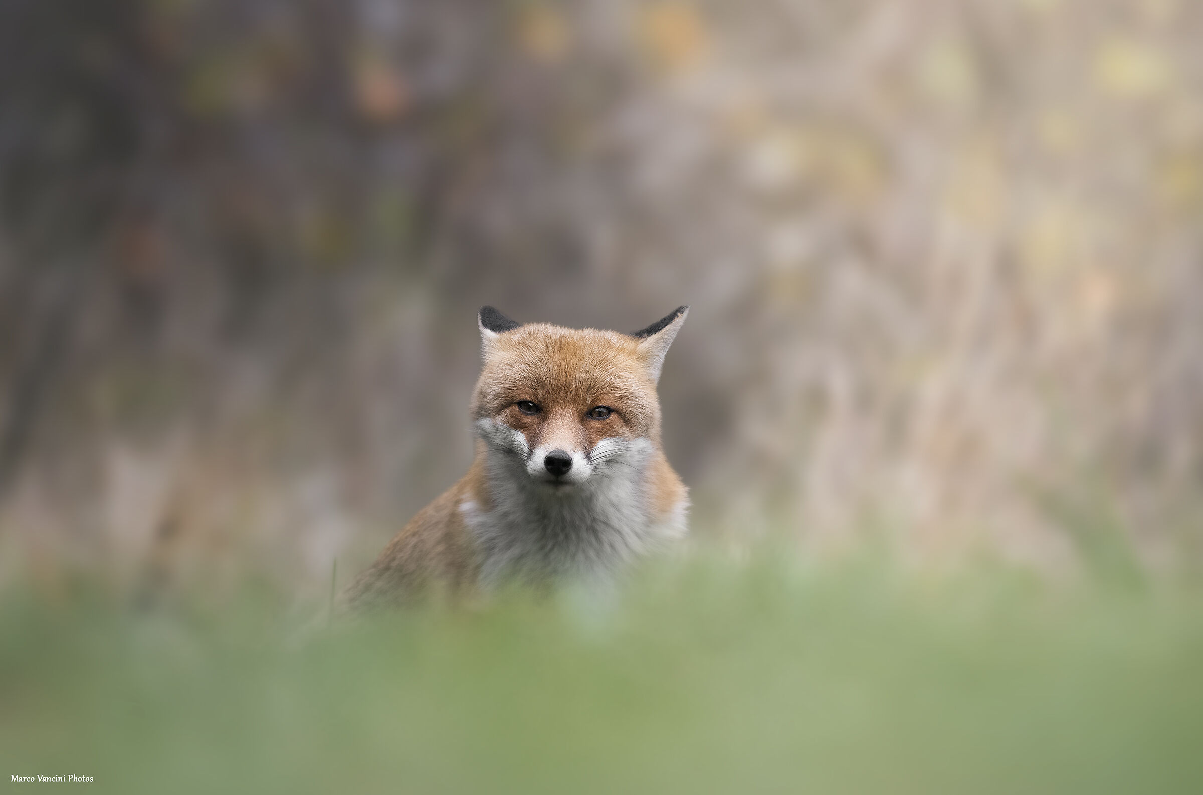 Fox