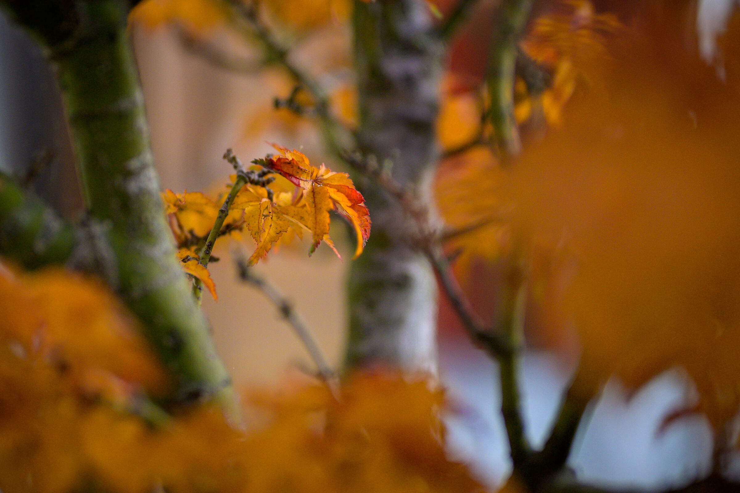 Untitled Photo