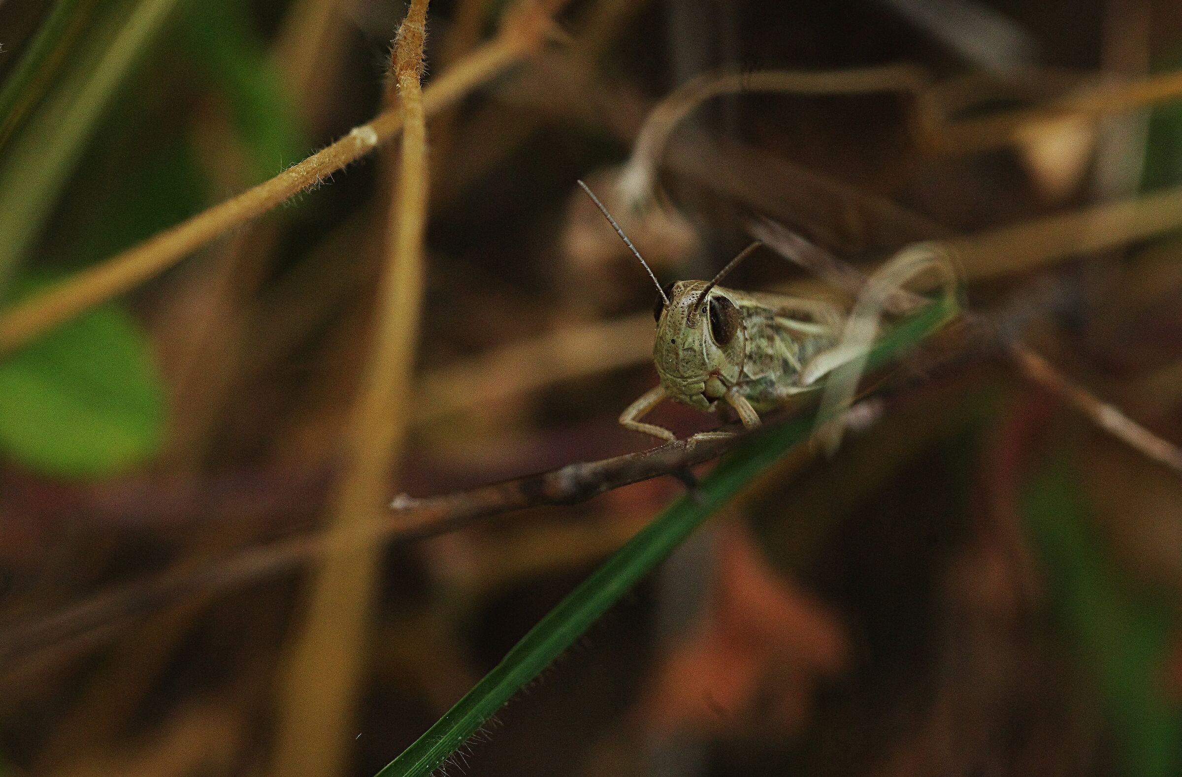 ....e Saltapicchio sia