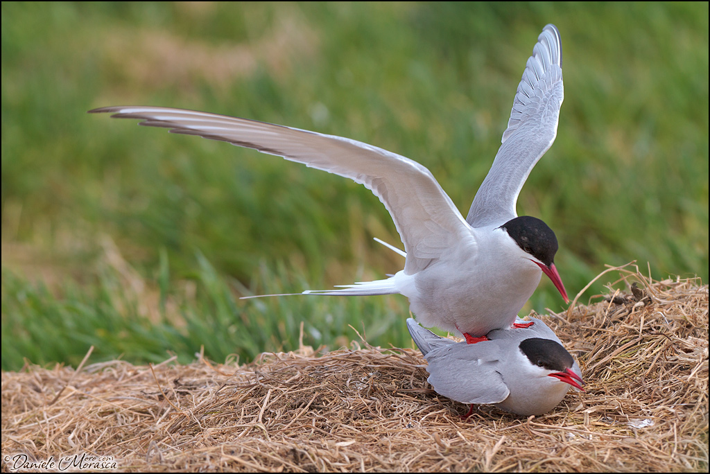 Arctic Tern (Sterna paradisaea)
